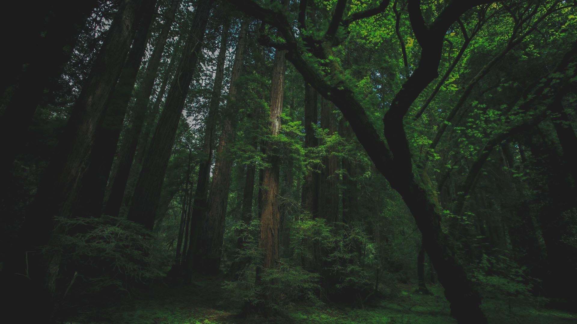 Tall trees in a dense green forest HD Wallpaper