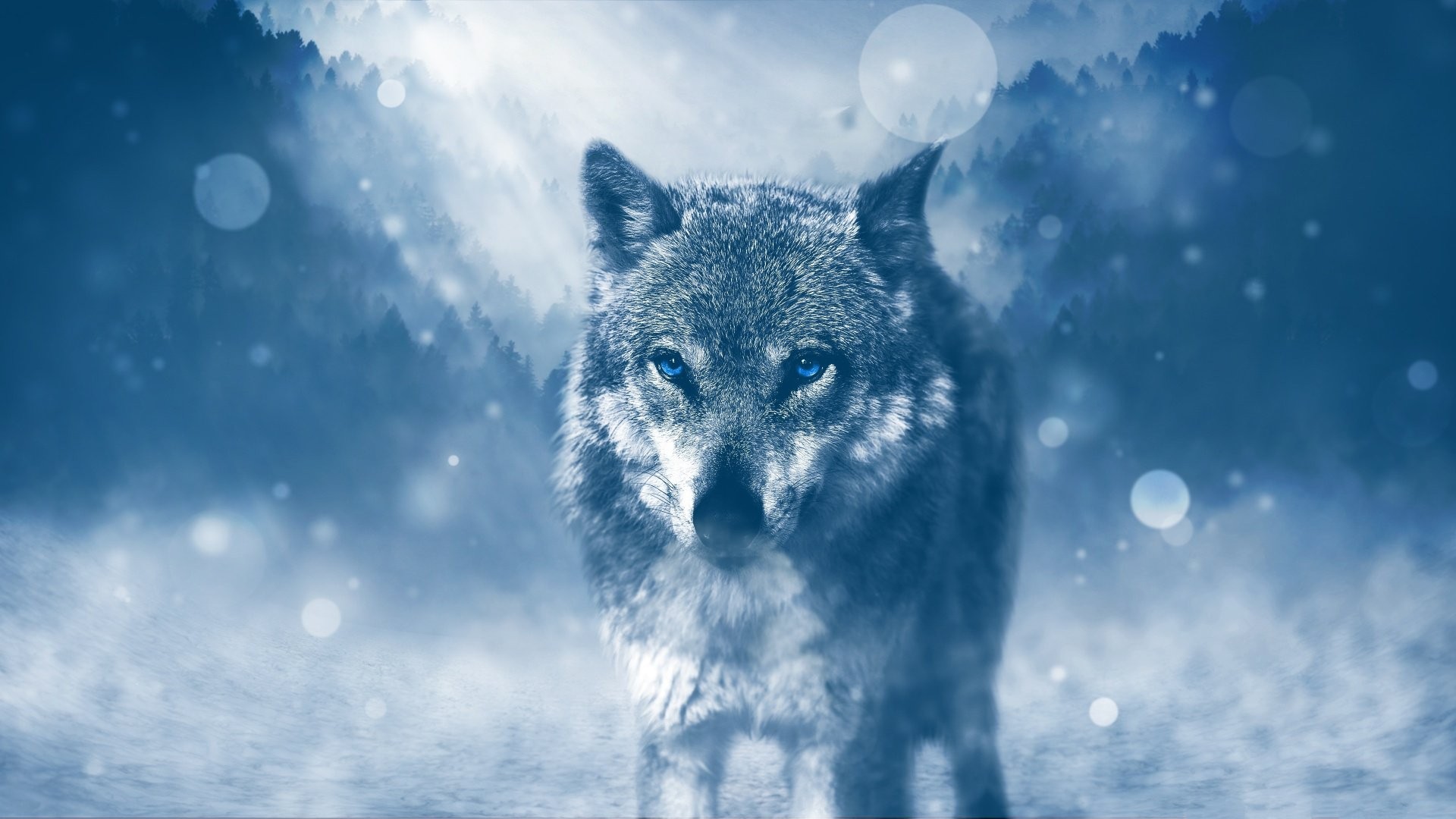 Wolf with blue eyes in a snowy forest HD Wallpaper