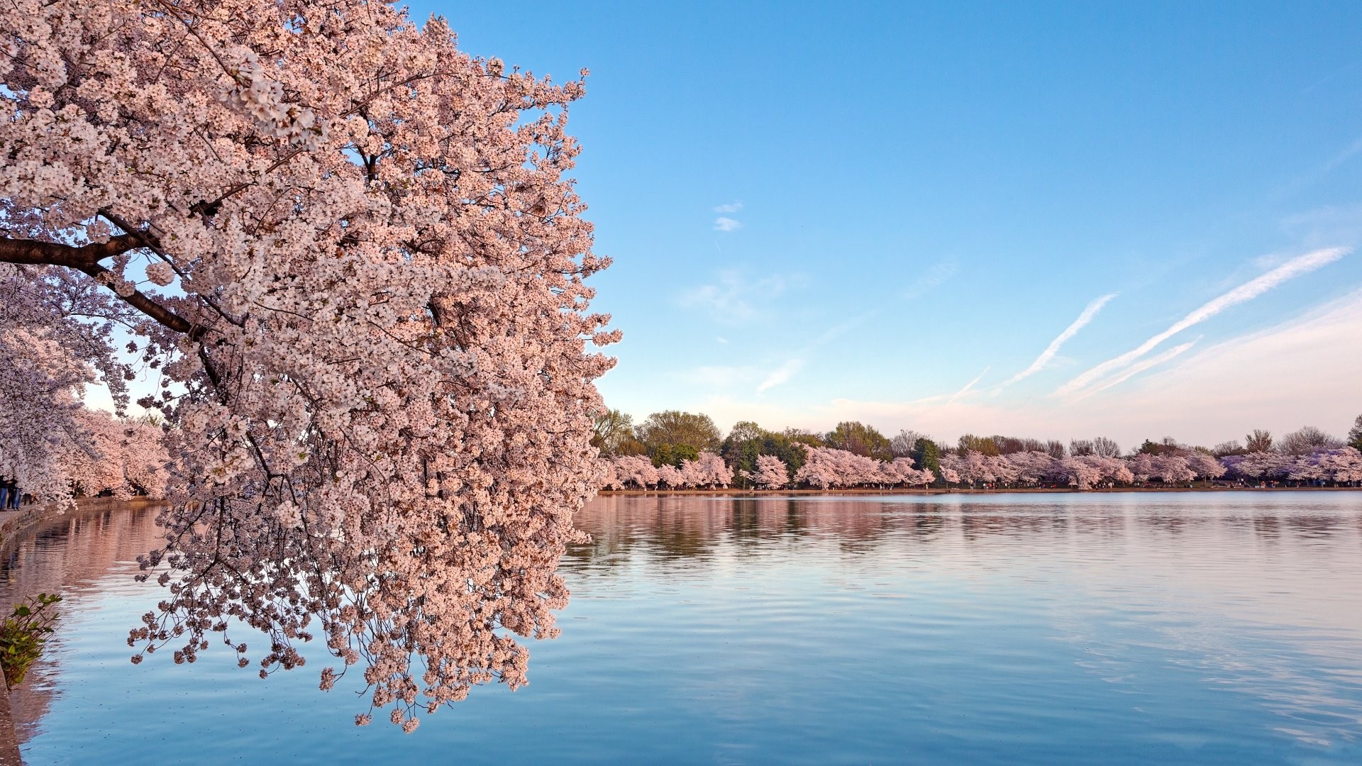 Cherry blossoms reflect in a calm lake under a blue sky HD Wallpaper