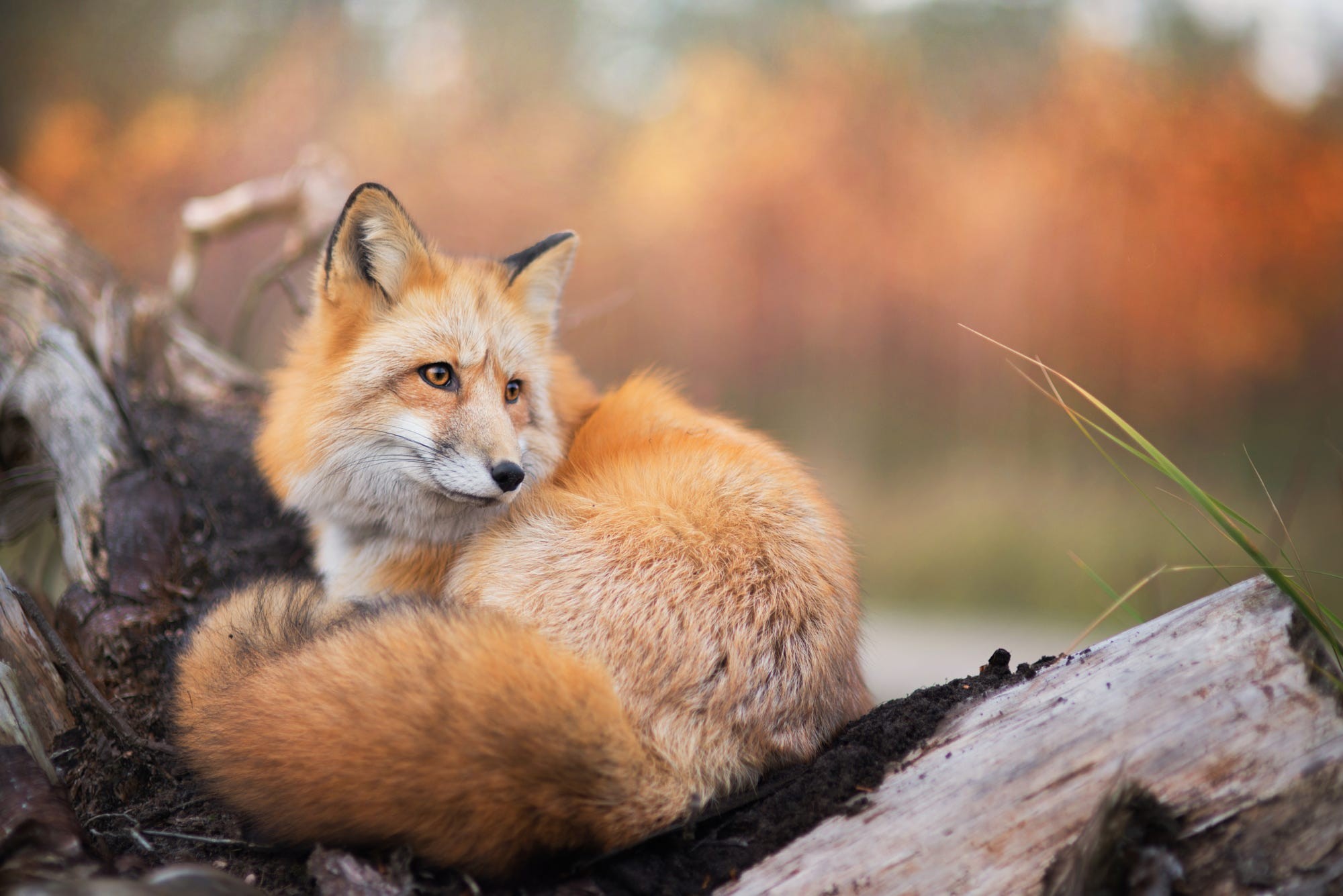 Red Fox Resting On A Fallen Log In Autumn Hd Wallpaper Rare Gallery Red Fox Resting On A Fallen Log In Autumn Hd Wallpaper Rare Gallery