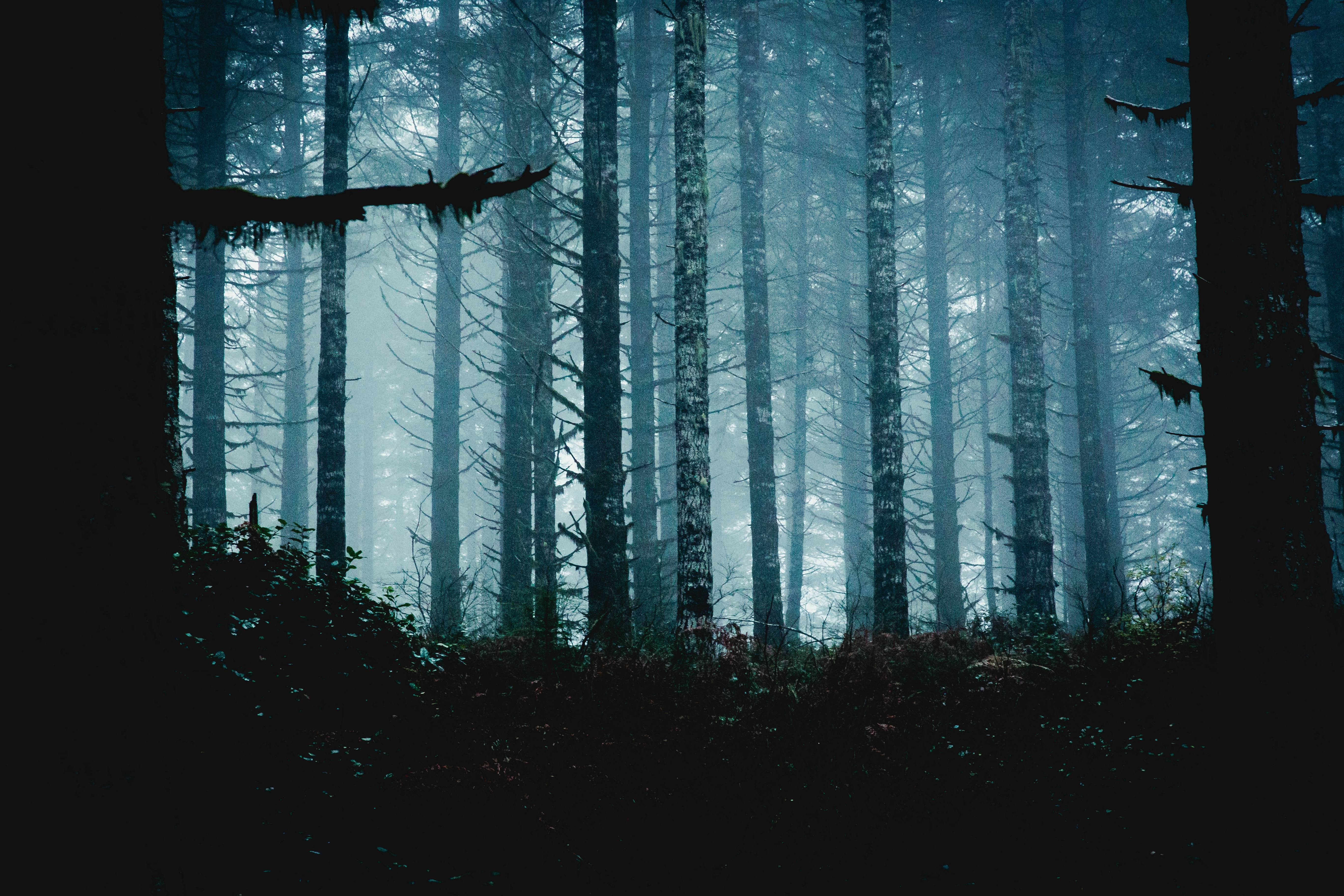 Misty forest with tall trees HD Wallpaper