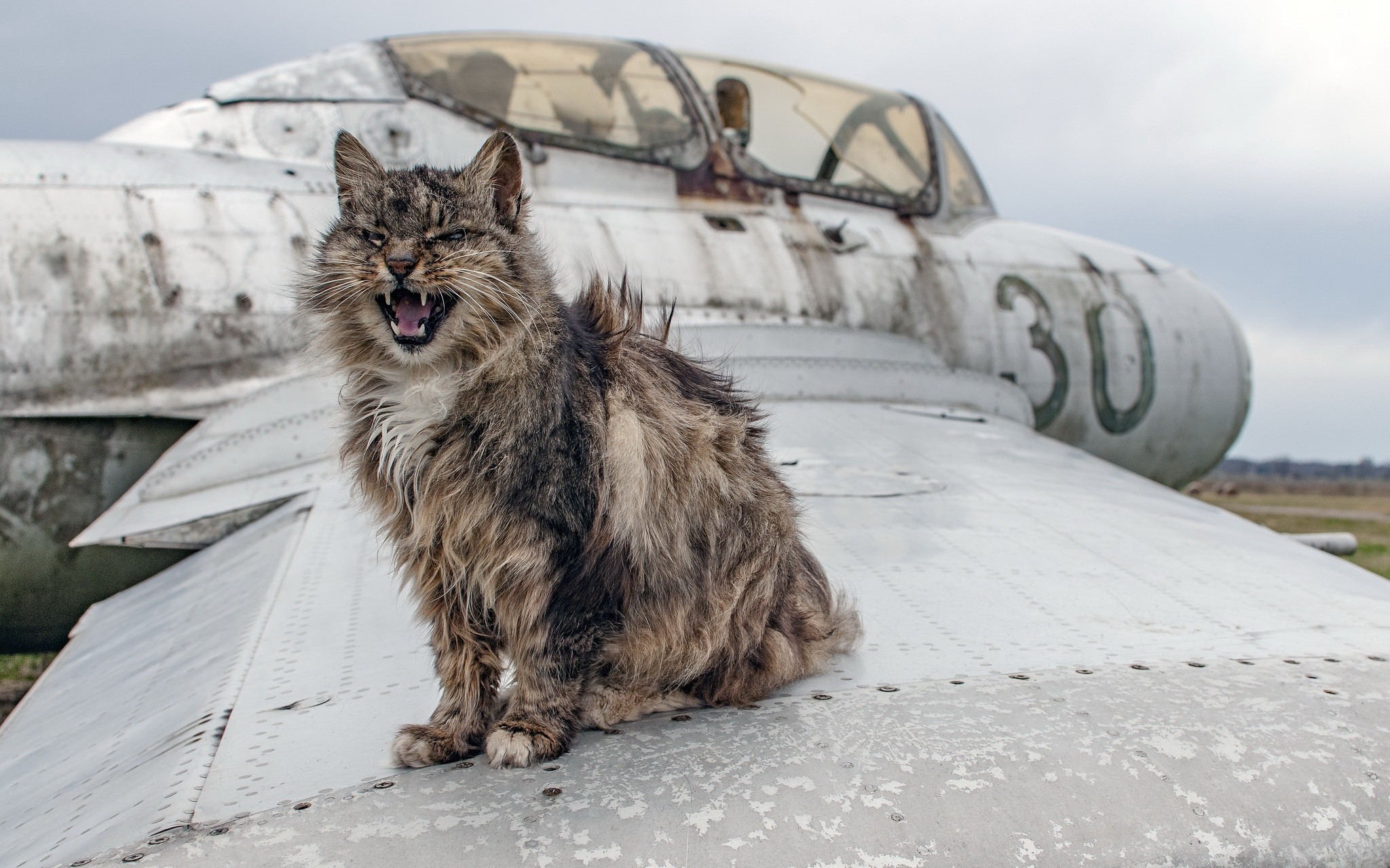 A cat sits on the wing of a wrecked airplane HD Wallpaper