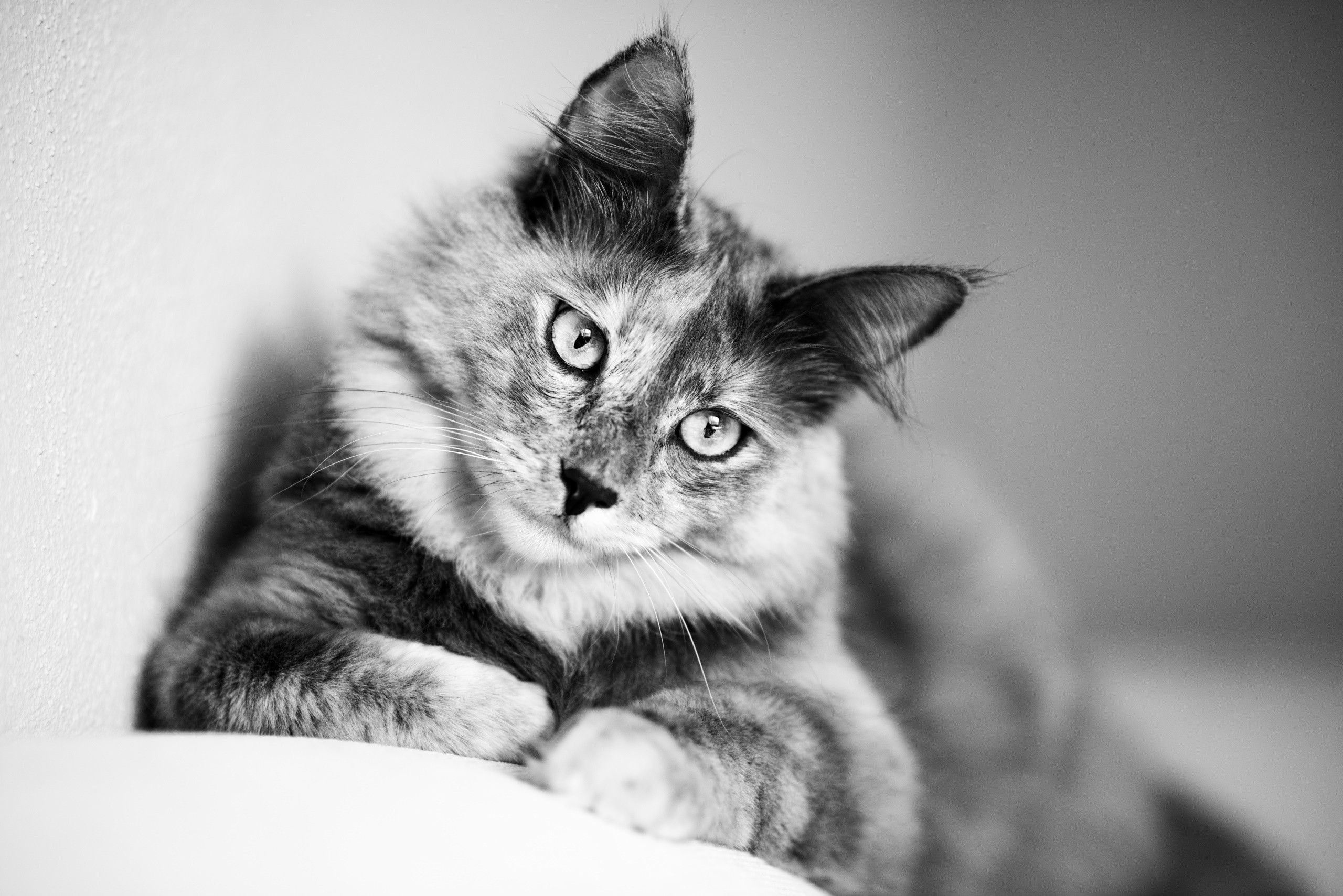 Monochrome portrait of a fluffy cat HD Wallpaper