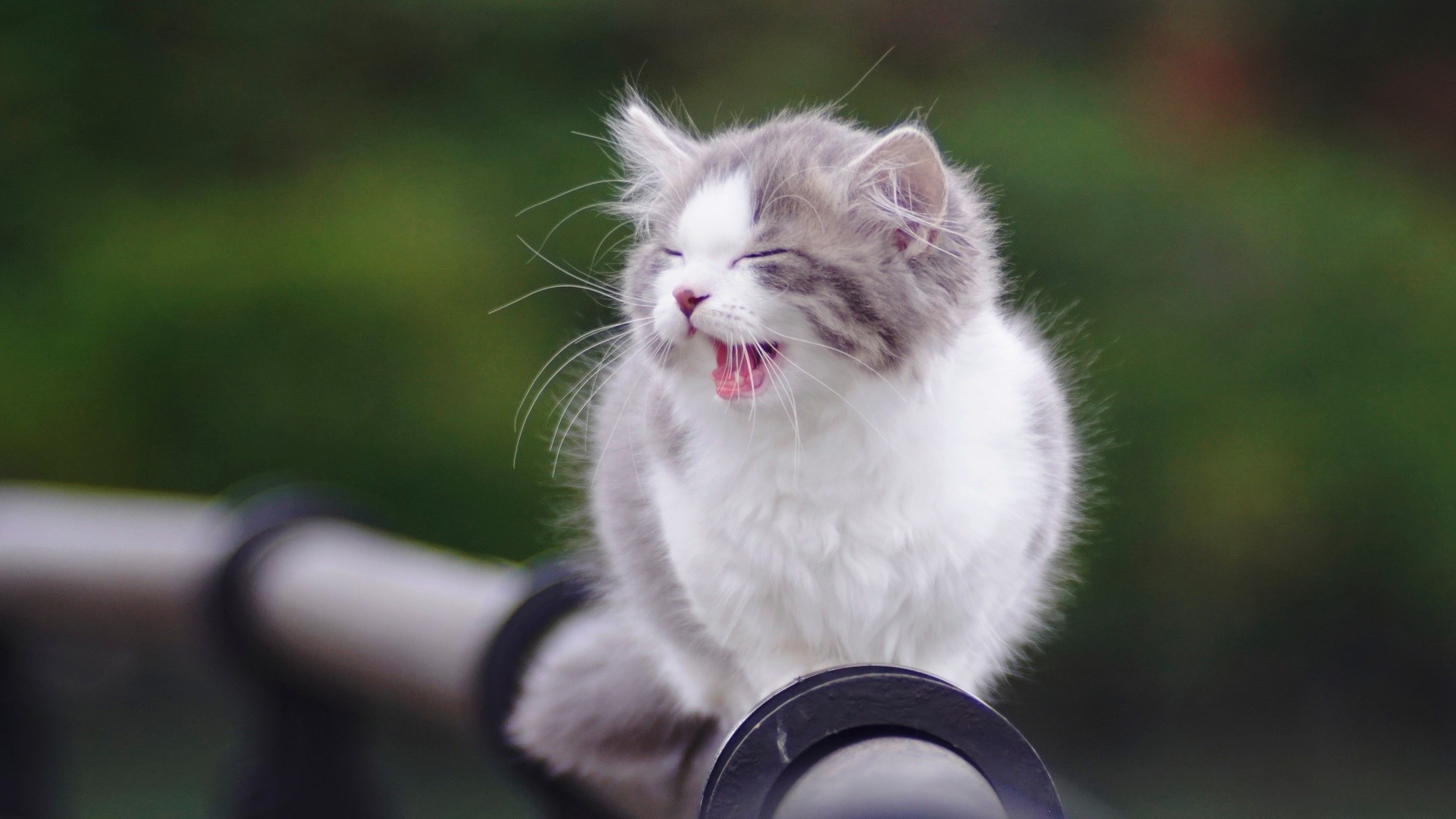 A fluffy kitten yawning on a railing HD Wallpaper