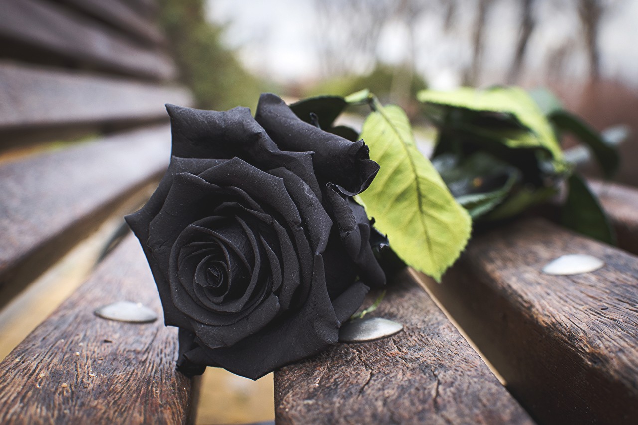 Black rose on a wooden bench HD Wallpaper