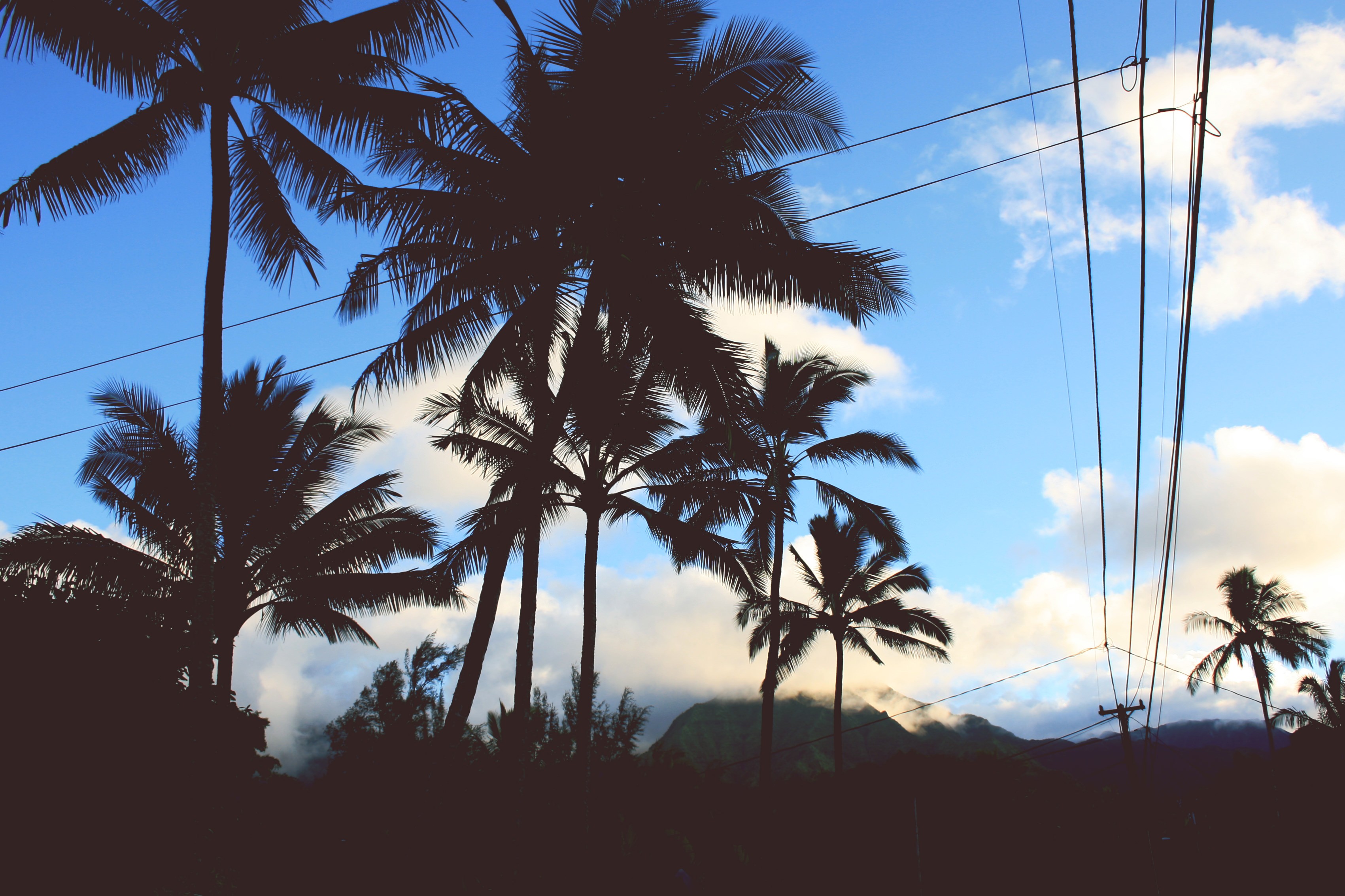 Palm trees silhouetted against a cloudy sky with mountains HD Wallpaper