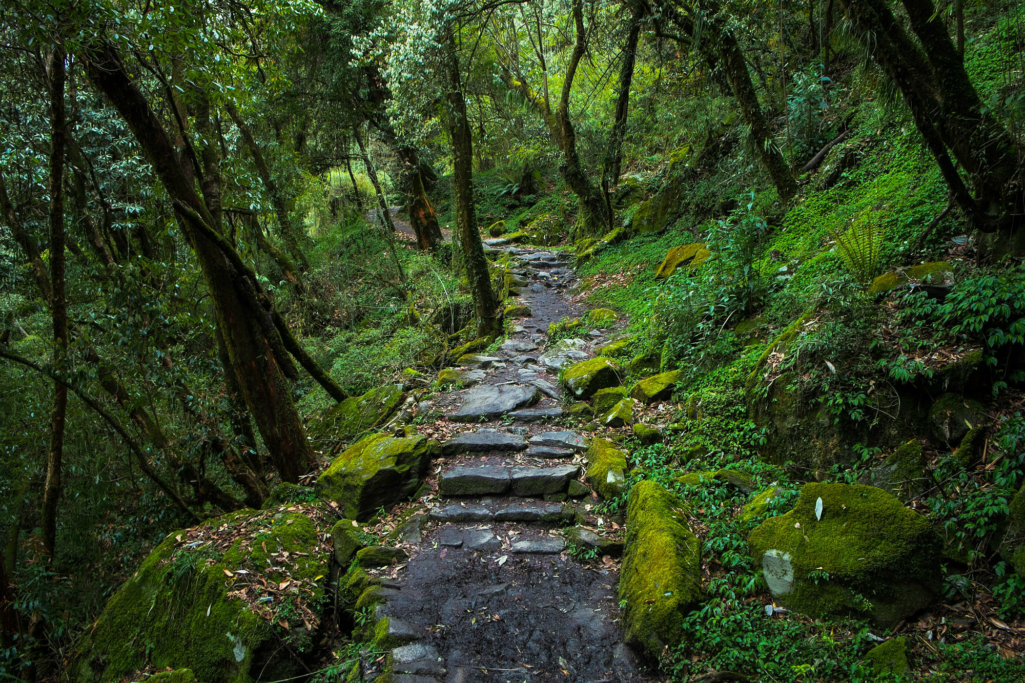 Stone path through a green forest HD Wallpaper