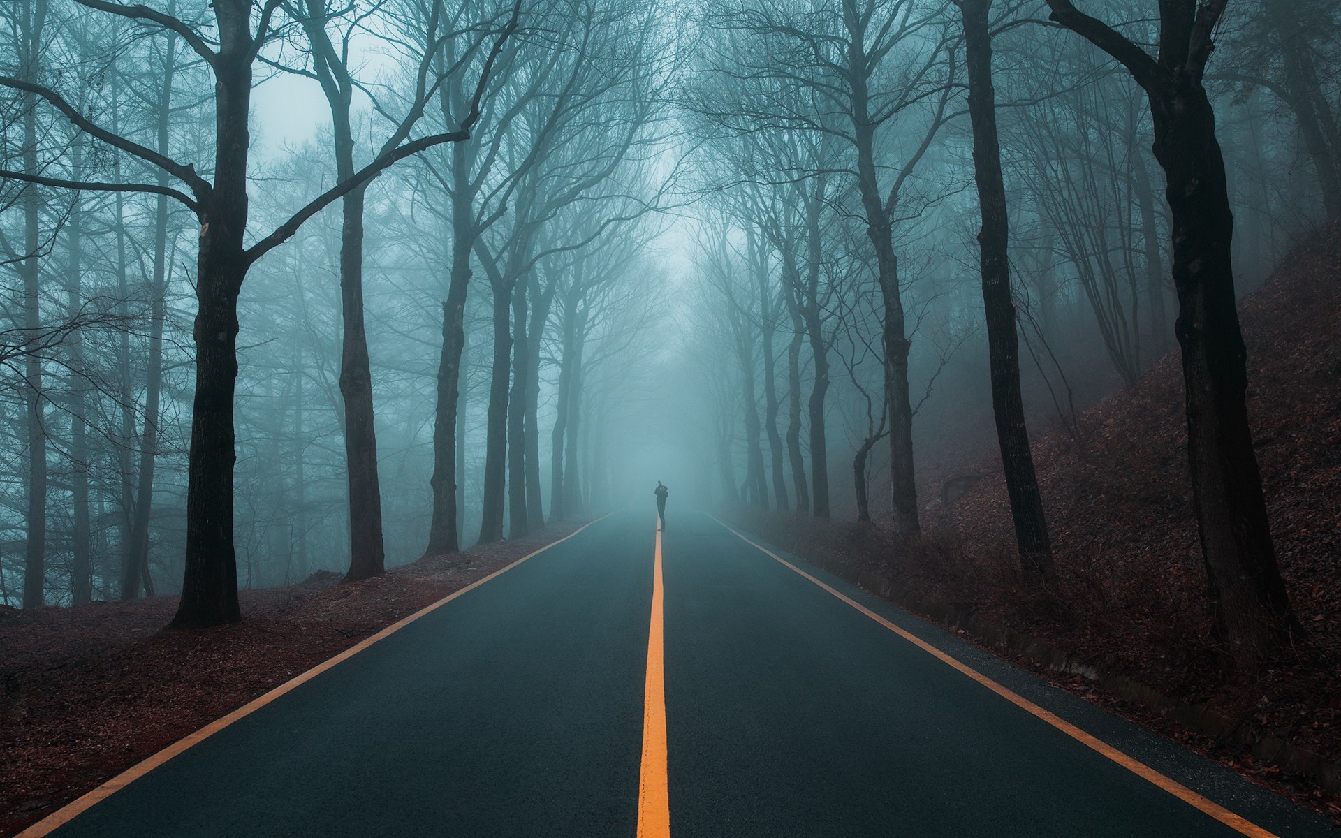 Person walking on a foggy road through trees HD Wallpaper