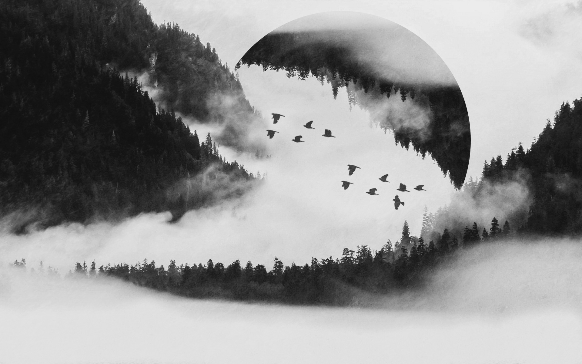 Birds flying through misty mountains and forest HD Wallpaper