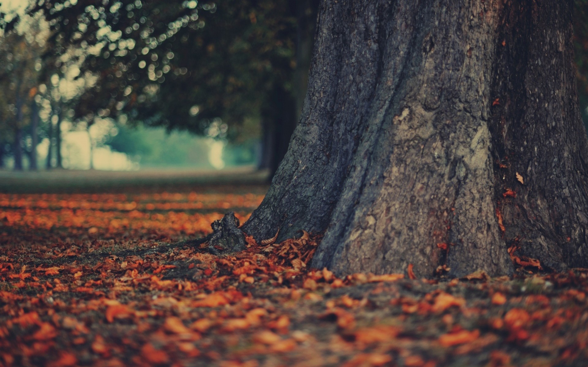 Tree trunk and fallen leaves in autumn park HD Wallpaper