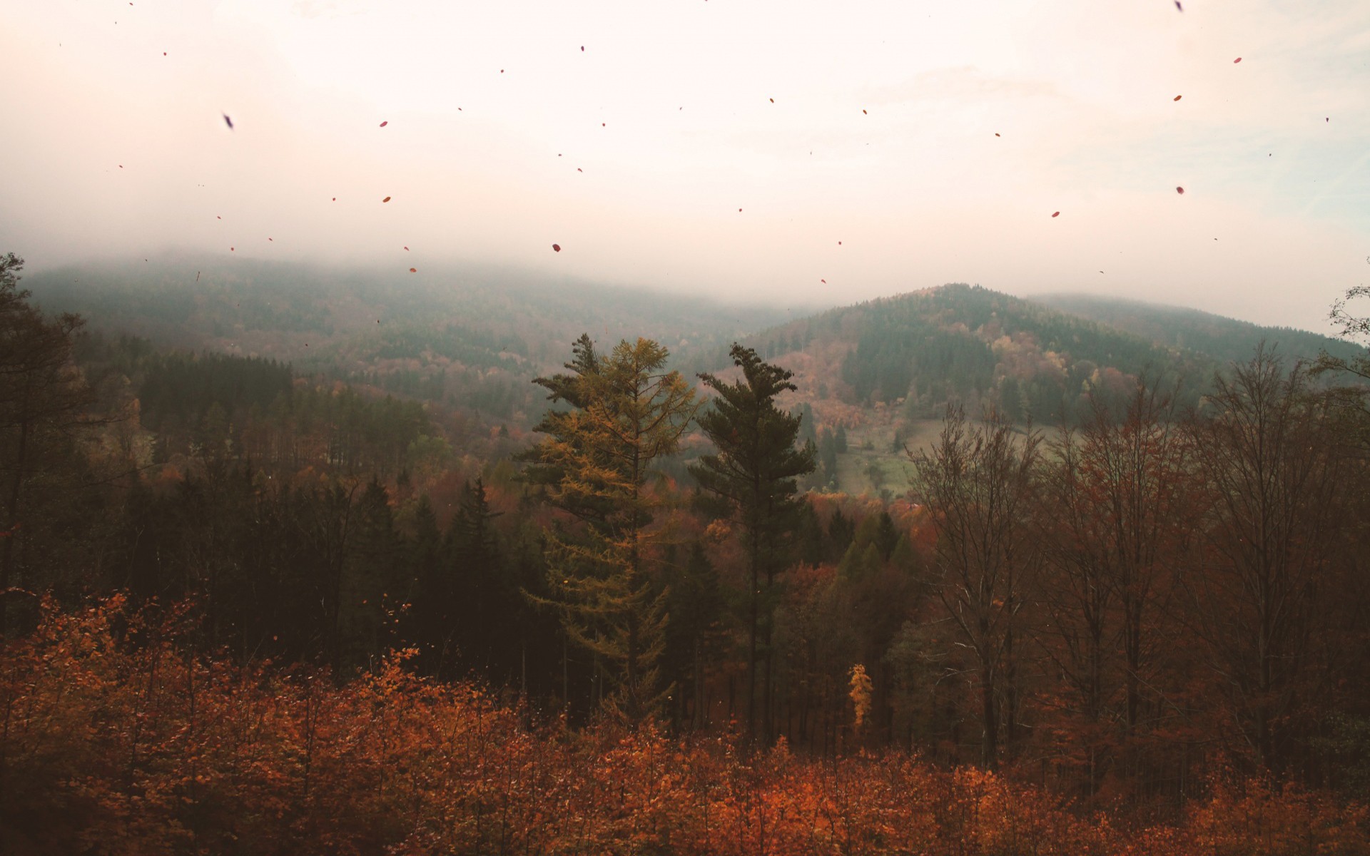 Autumn forest with falling leaves and misty mountains HD Wallpaper