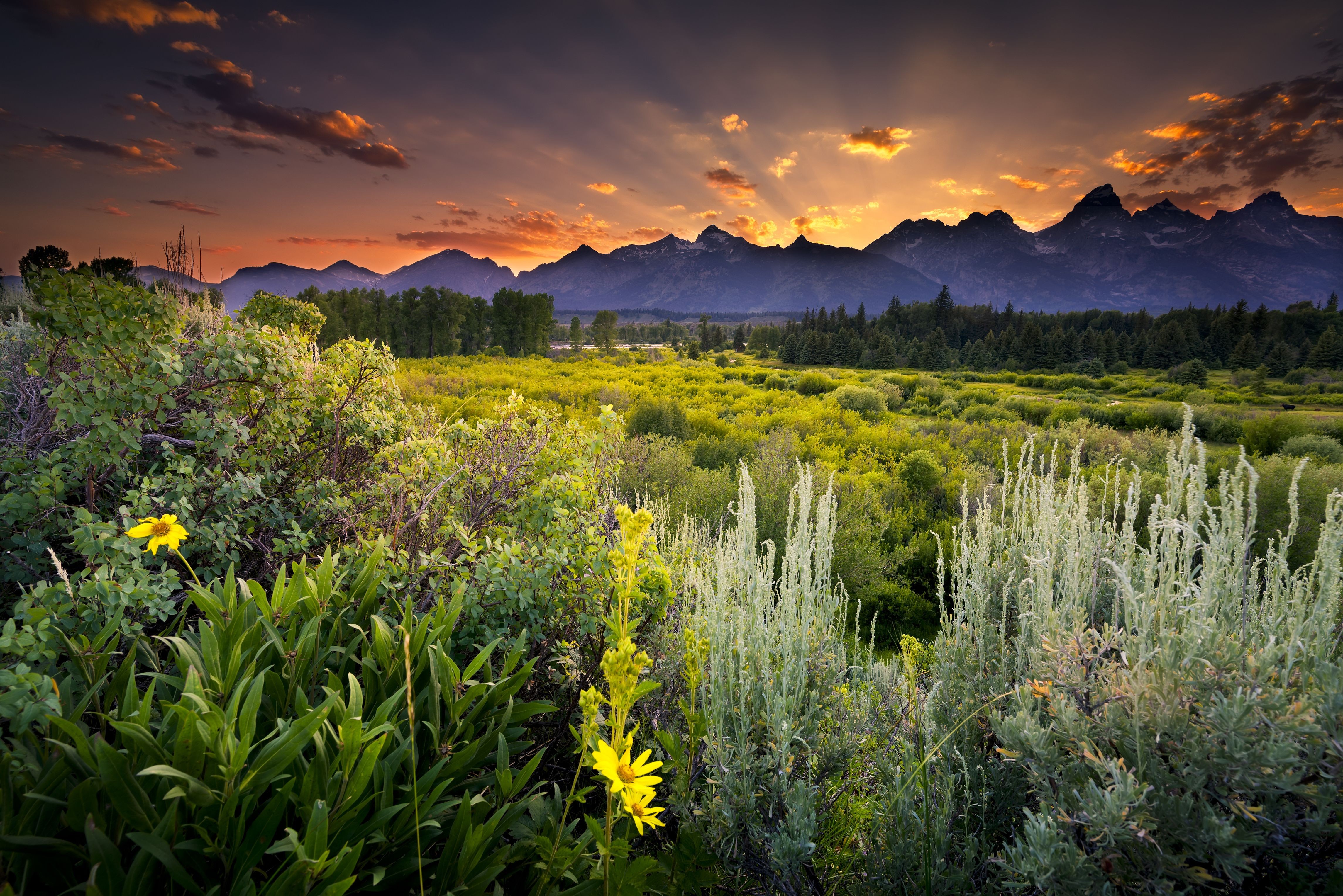 Sunset over the Teton Mountains with wildflowers HD Wallpaper