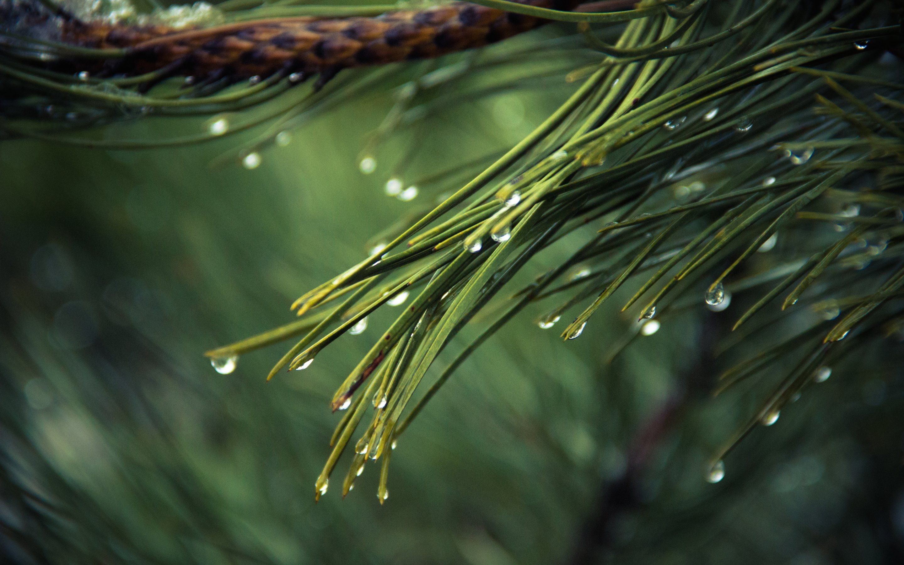 Pine needles with water droplets HD Wallpaper