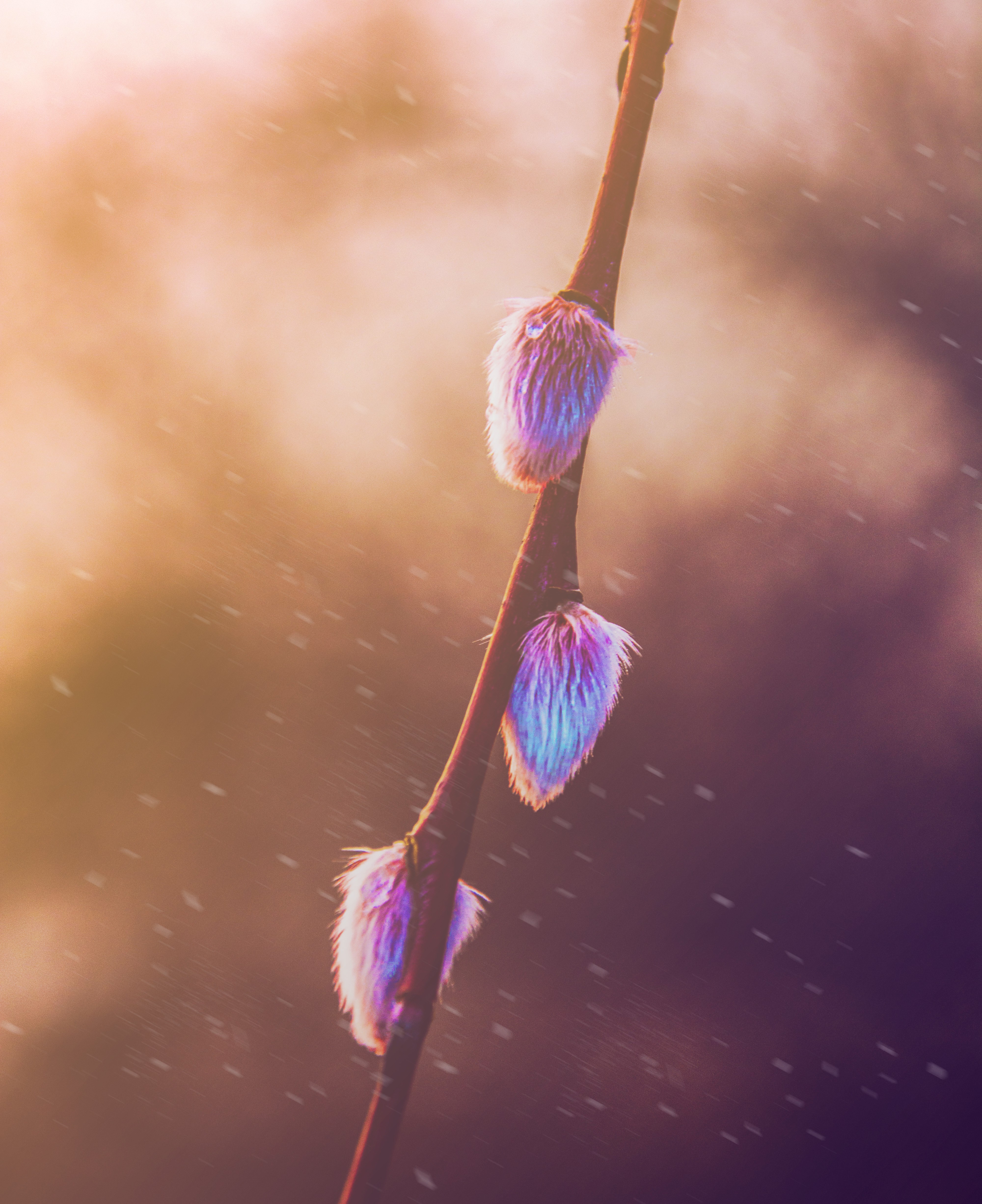 Close-up of pussy willow buds in spring HD Wallpaper