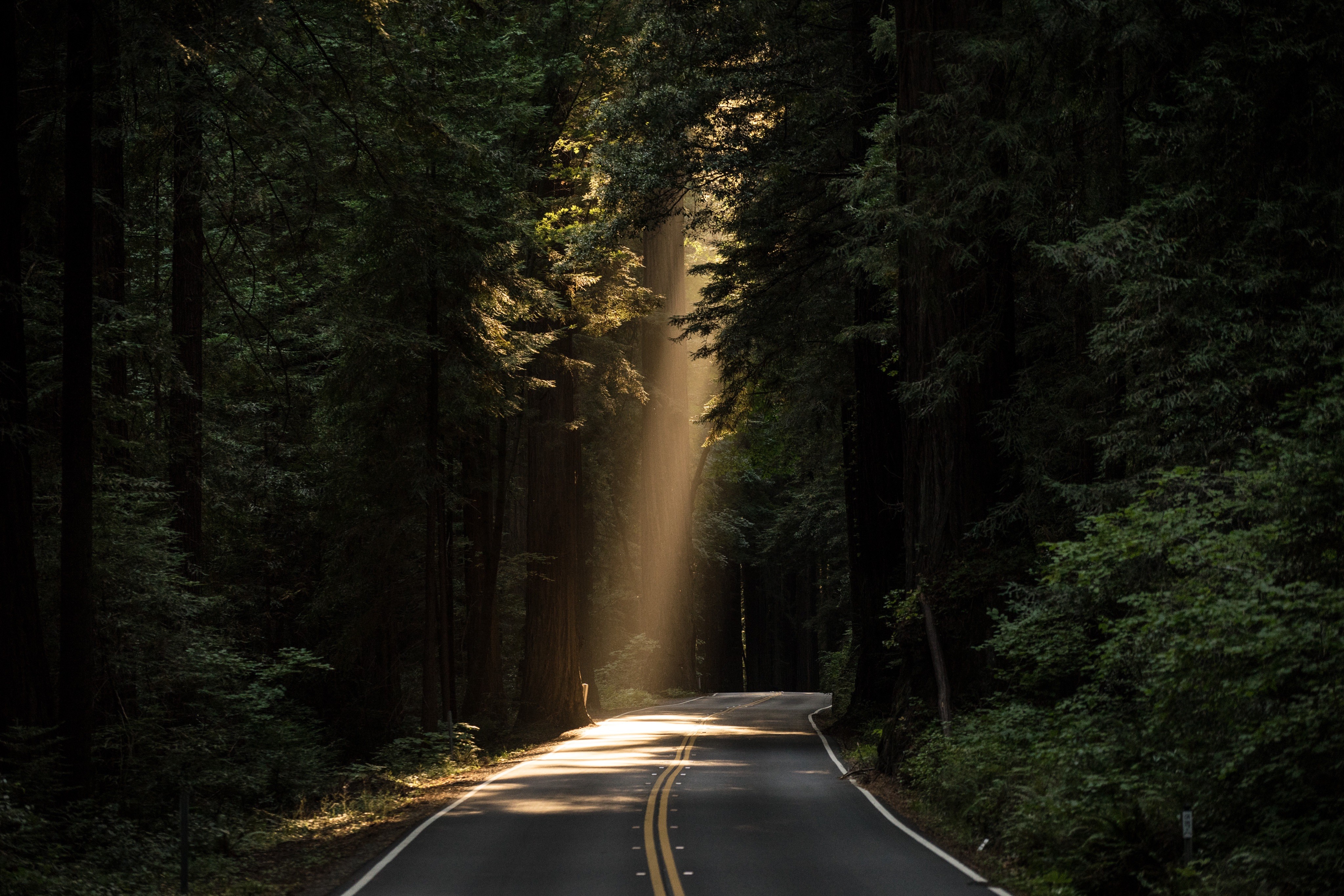 Sun rays shining on a road through a forest HD Wallpaper