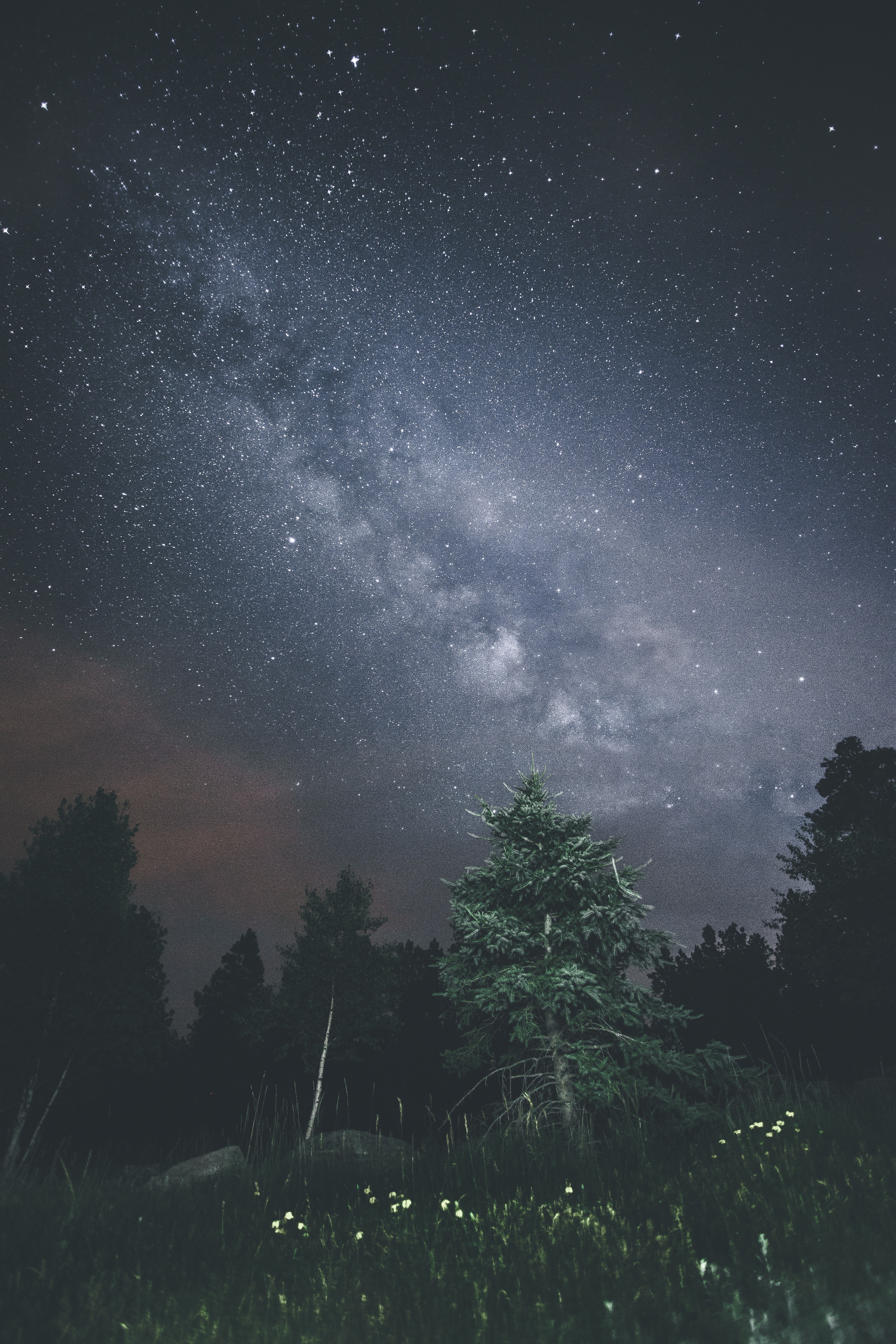 Night sky with Milky Way over trees HD Wallpaper