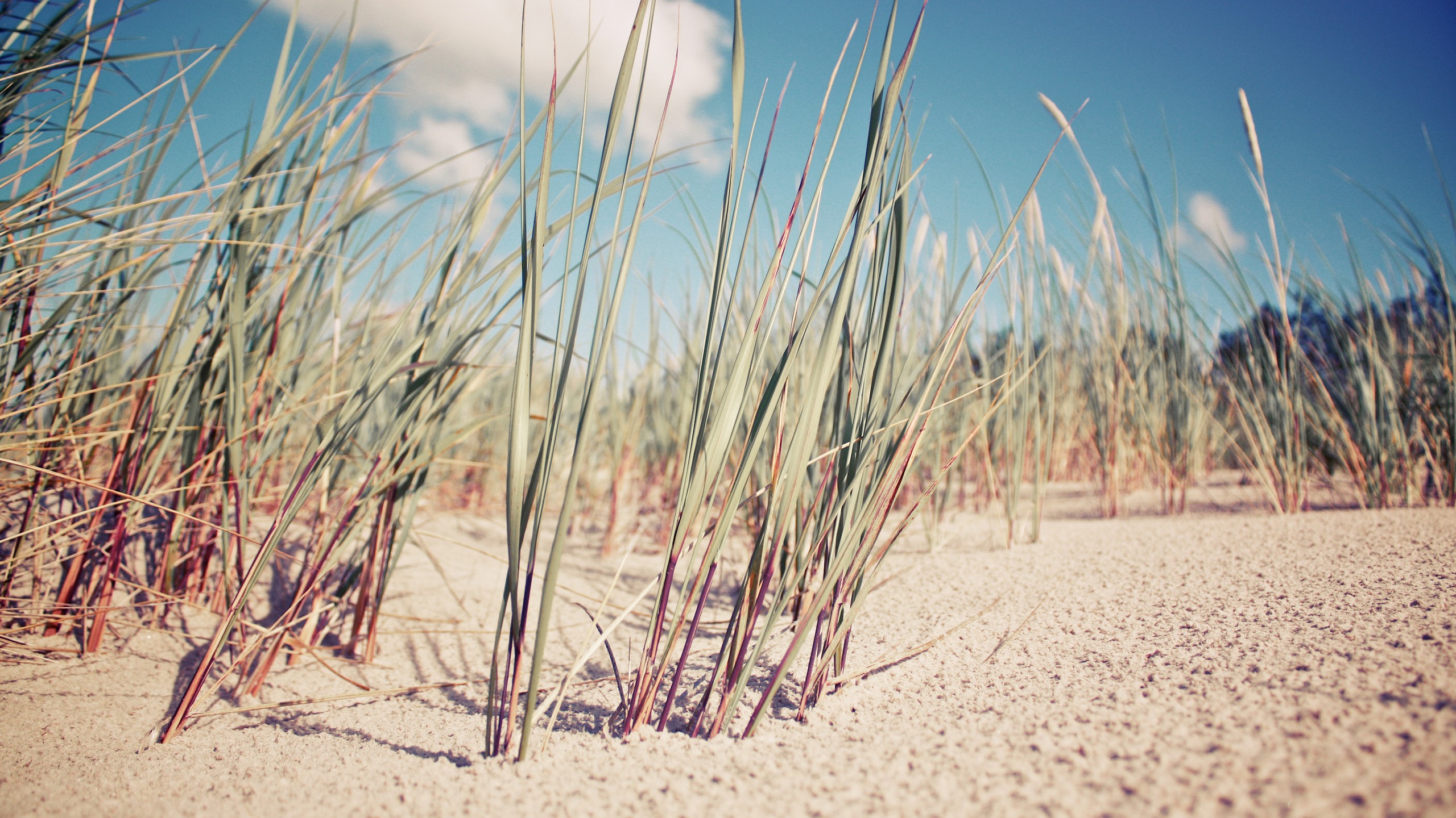 Tall grass on a sandy beach under a blue sky HD Wallpaper