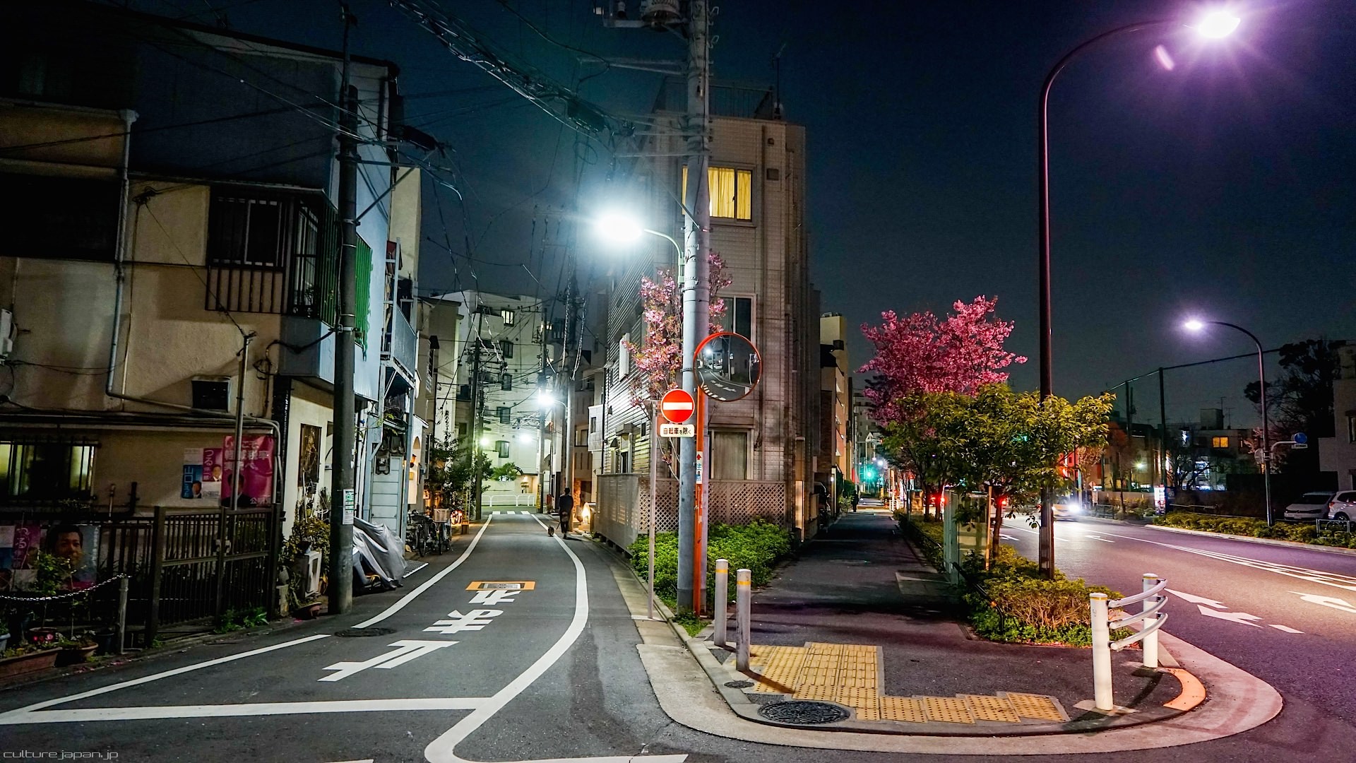 Night street in Japan with street lights and cherry blossoms HD Wallpaper