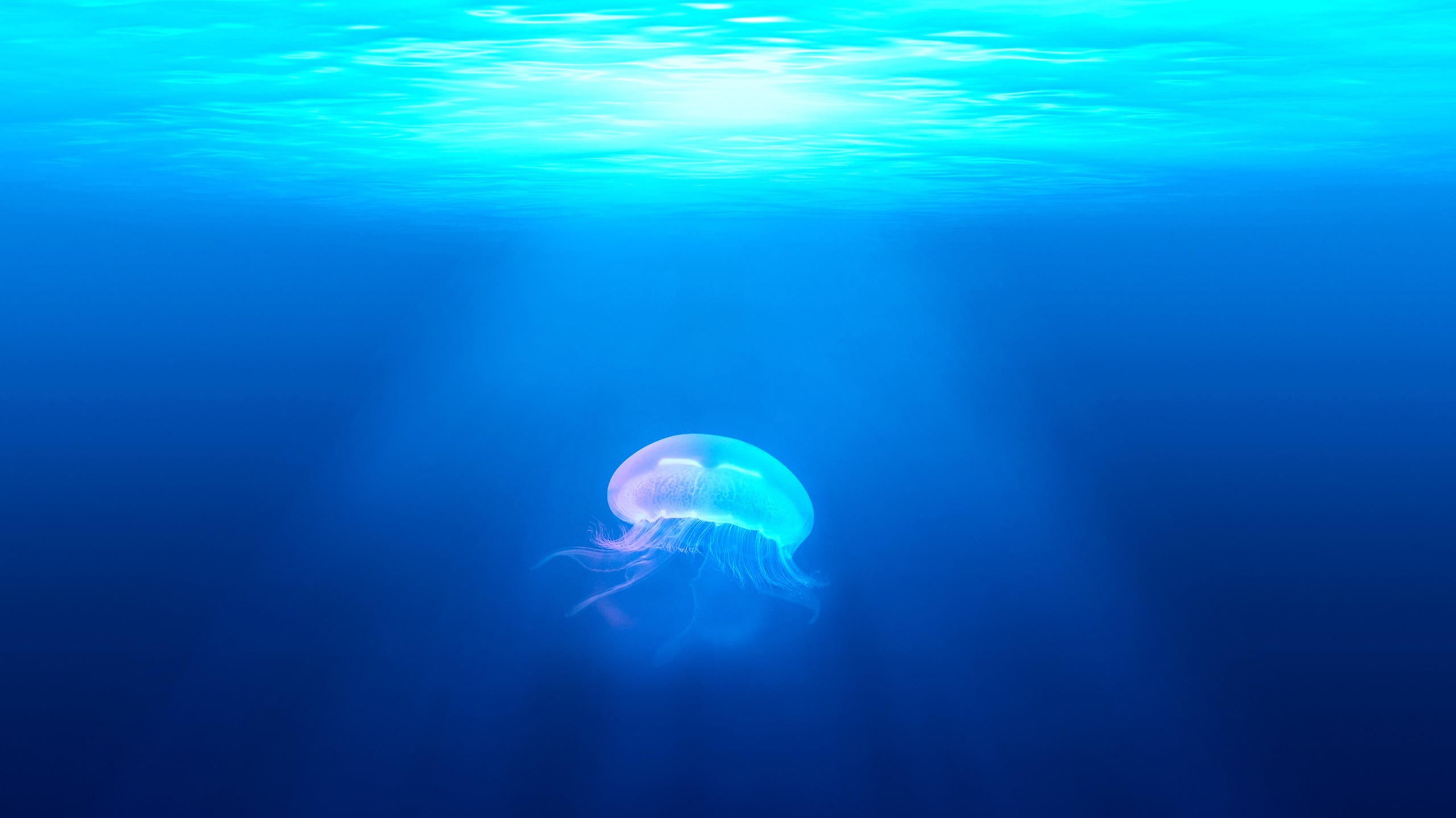 Jellyfish underwater with sun rays HD Wallpaper