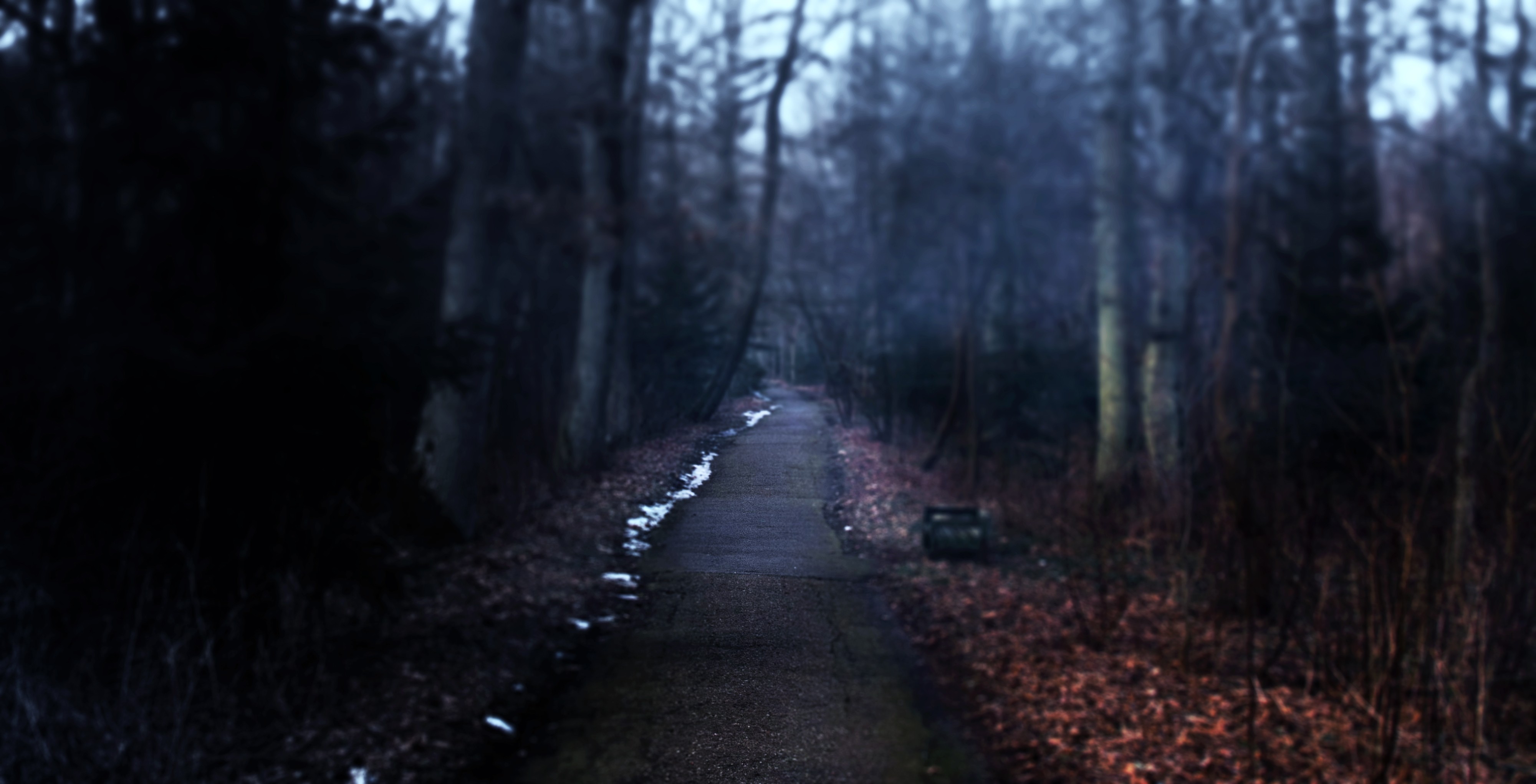 A lonely path through a dark forest HD Wallpaper