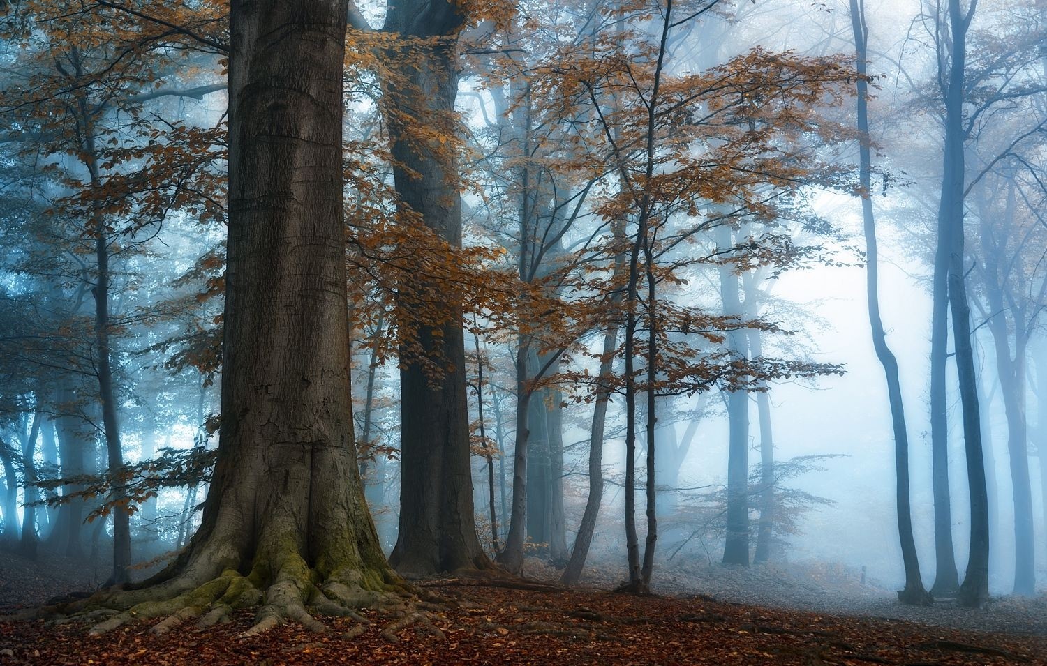 Misty forest with autumn leaves and tall trees HD Wallpaper