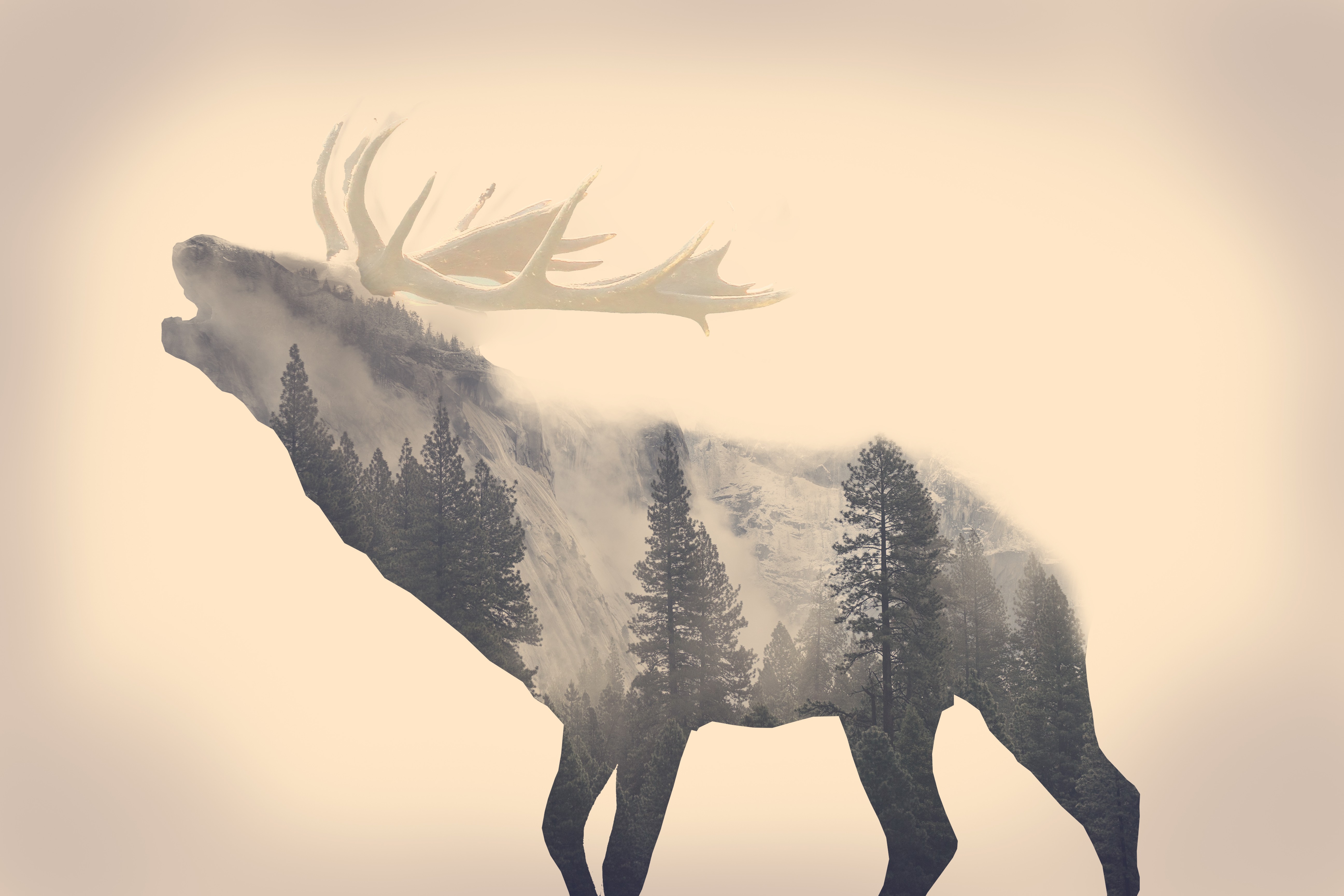 Double exposure of a roaring elk and a misty forest landscape HD Wallpaper