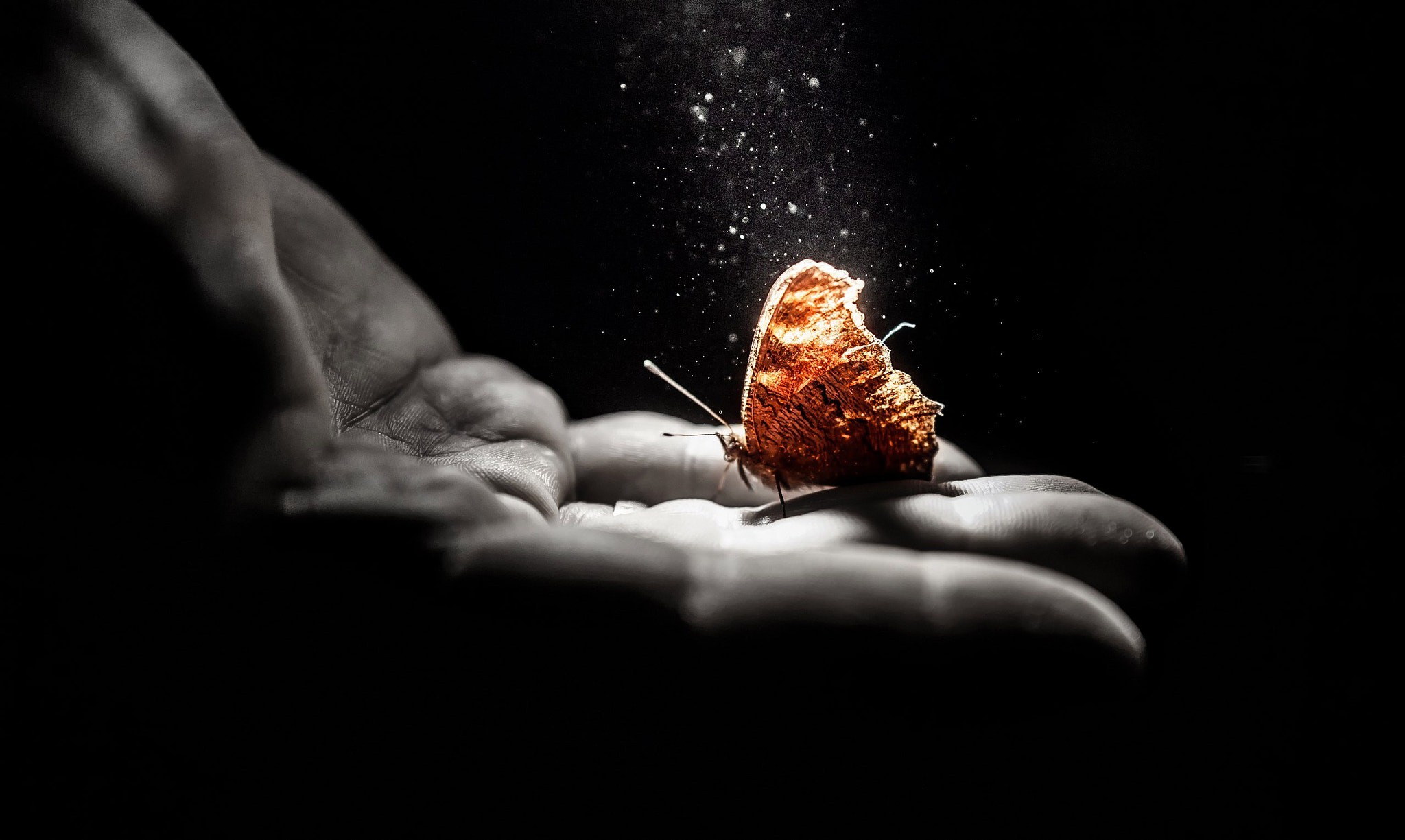 Butterfly on a hand with dust HD Wallpaper