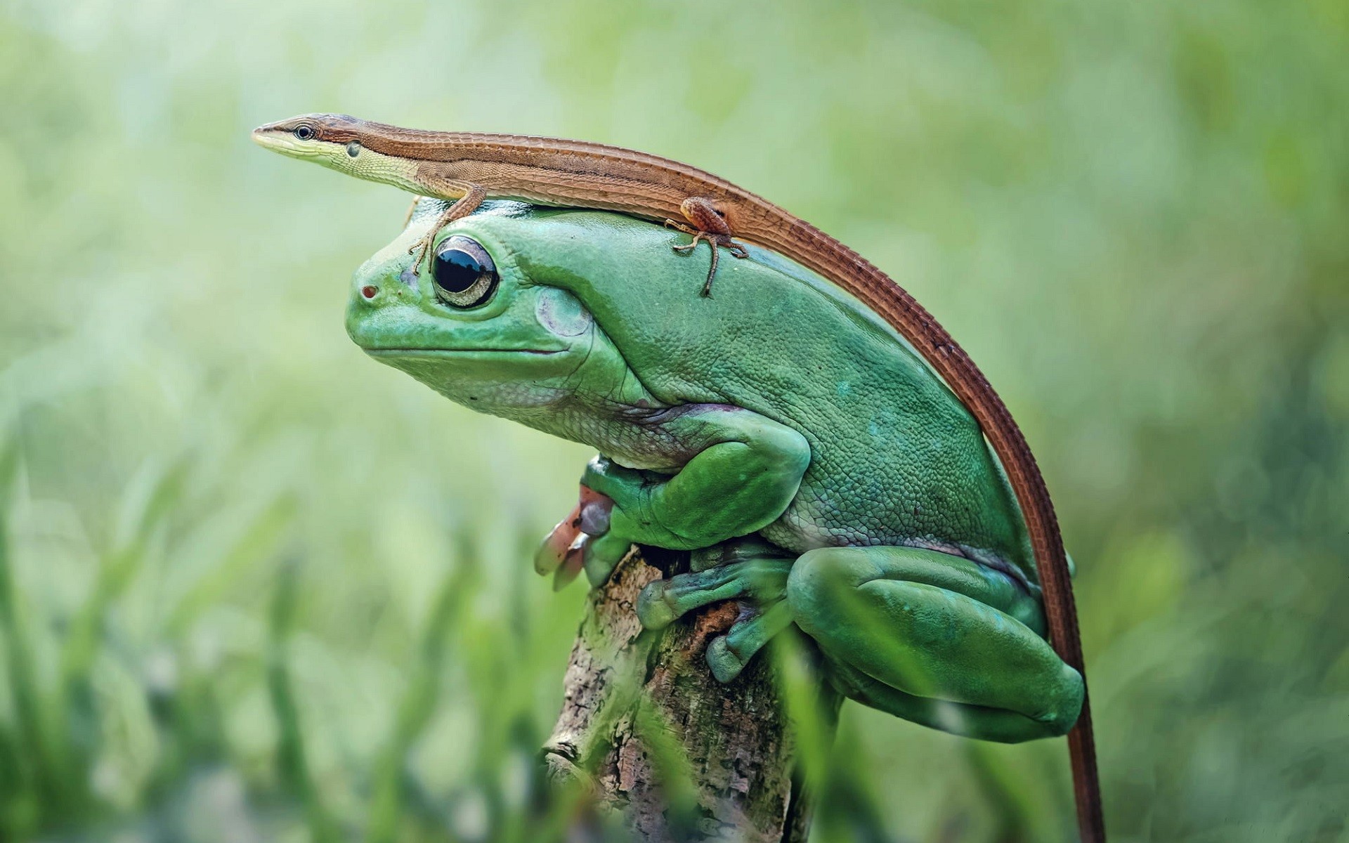 Green frog with a lizard on its back HD Wallpaper