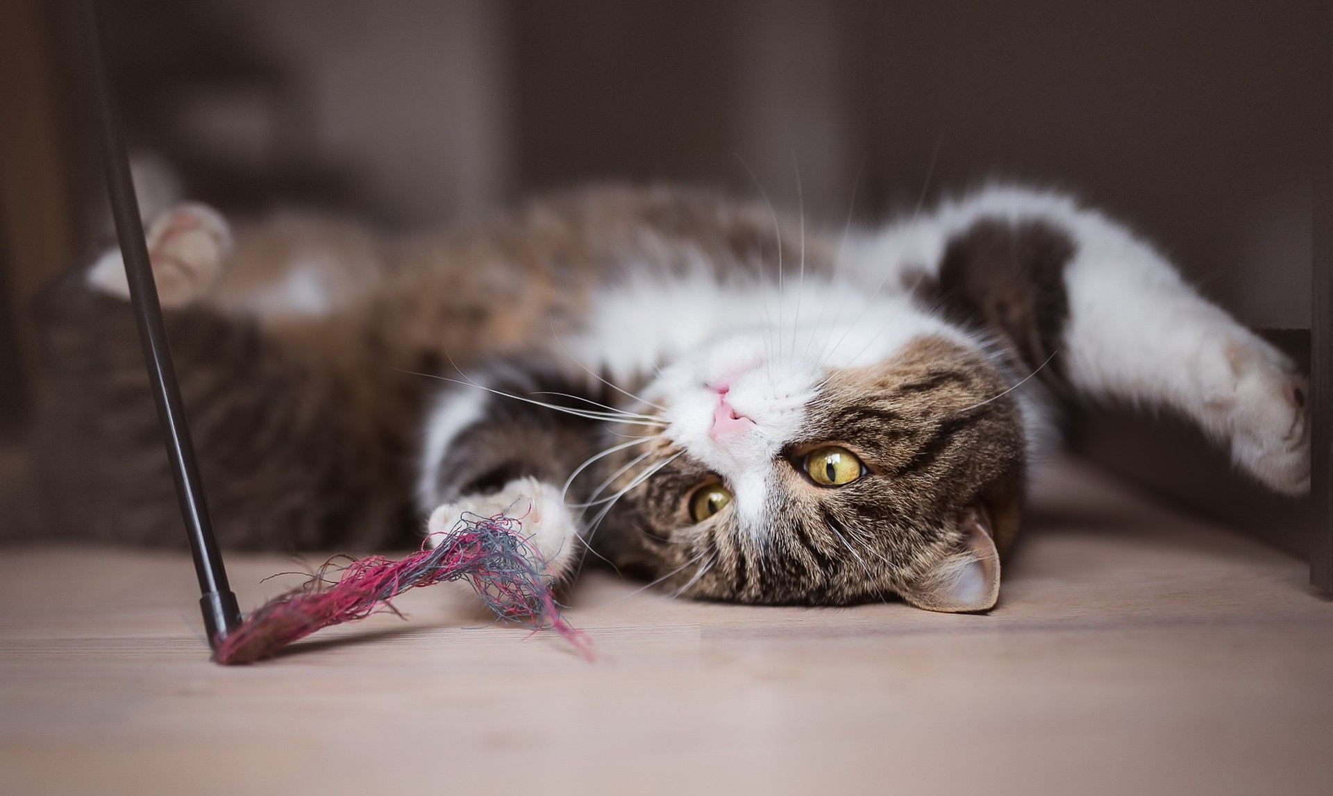 Tabby cat playing with a toy on the floor HD Wallpaper
