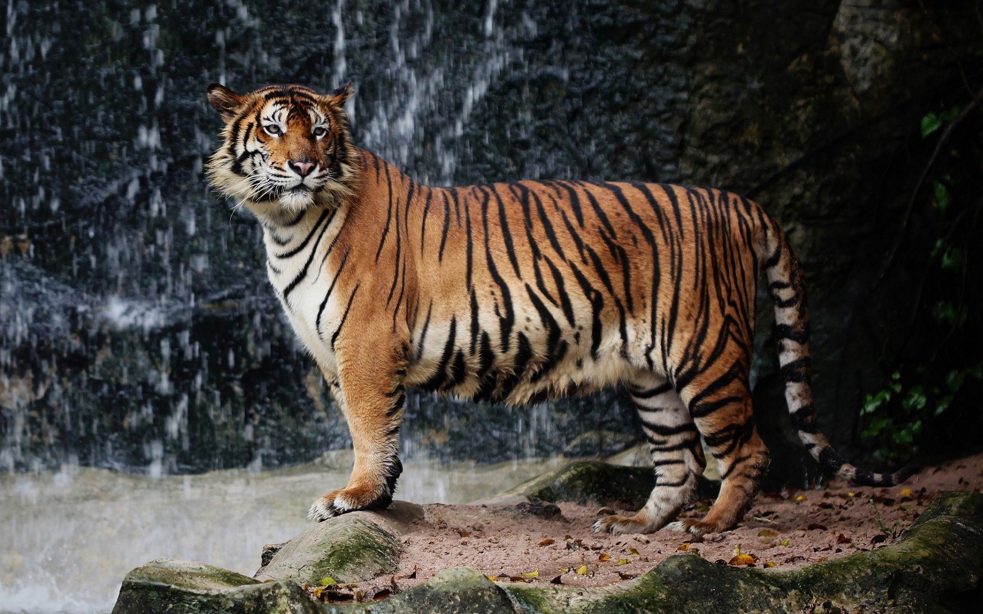 Tiger standing near a waterfall HD Wallpaper