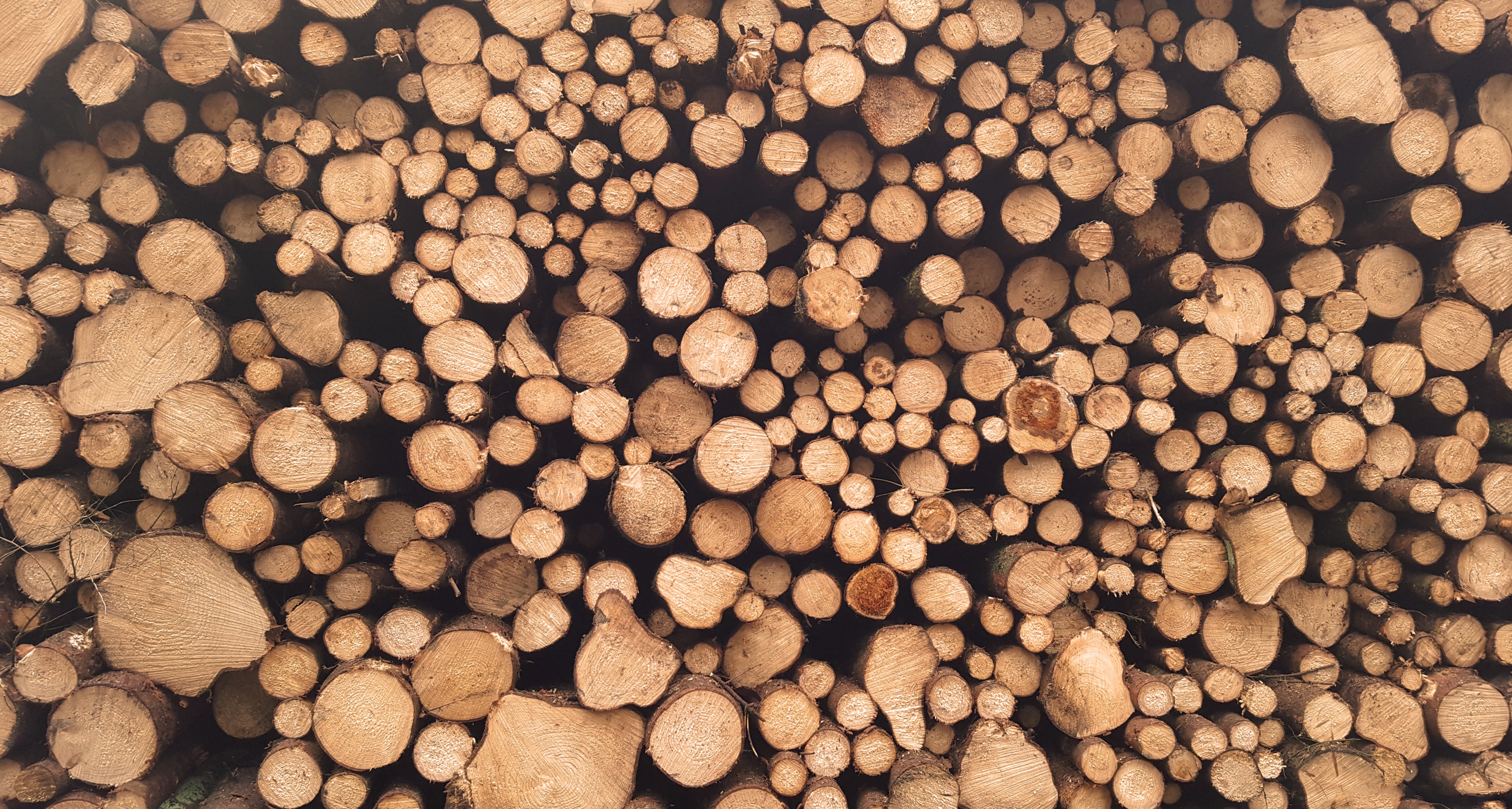 Pile of cut logs HD Wallpaper