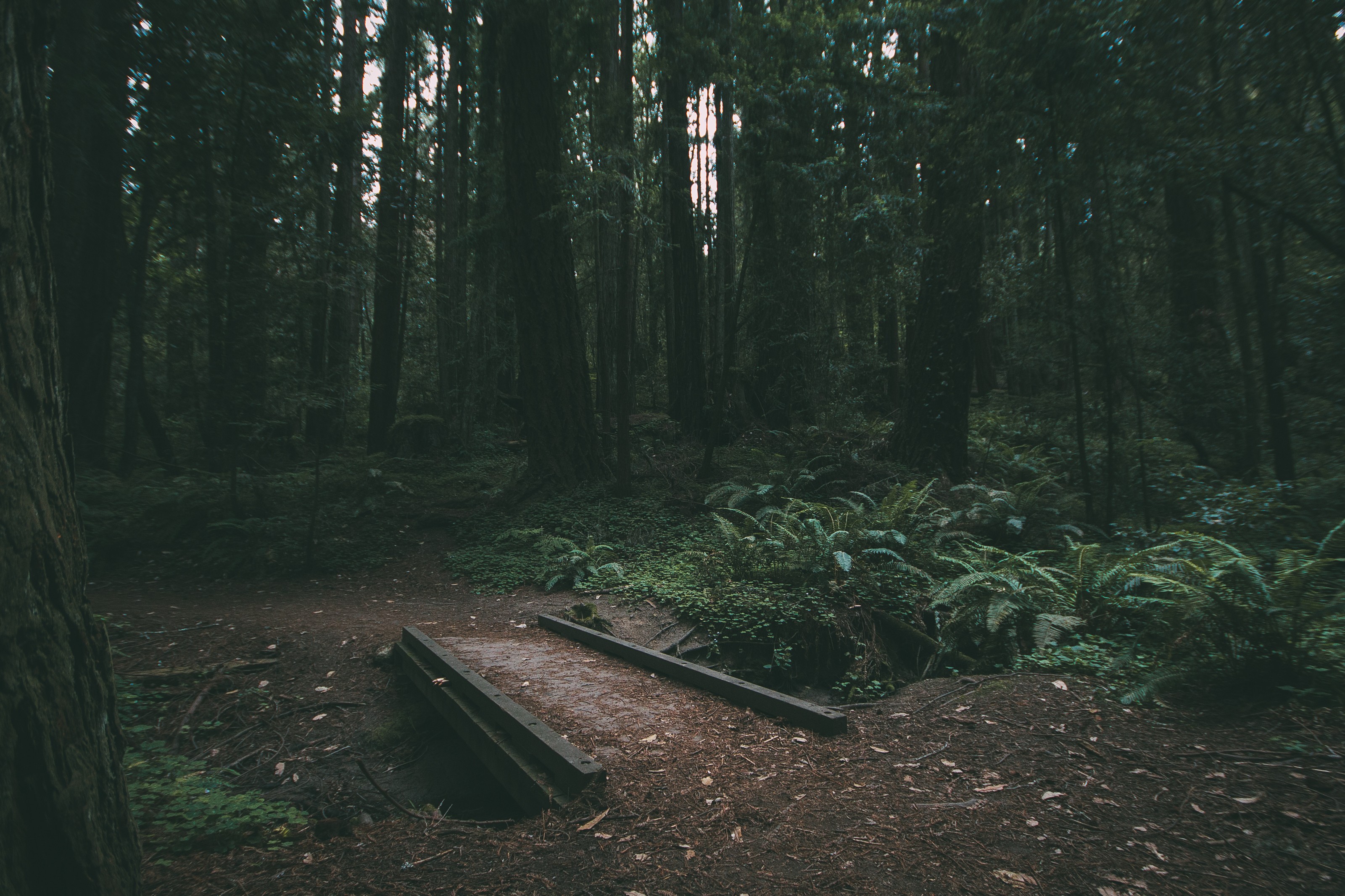 Wooden bridge in a dark redwood forest with ferns HD Wallpaper