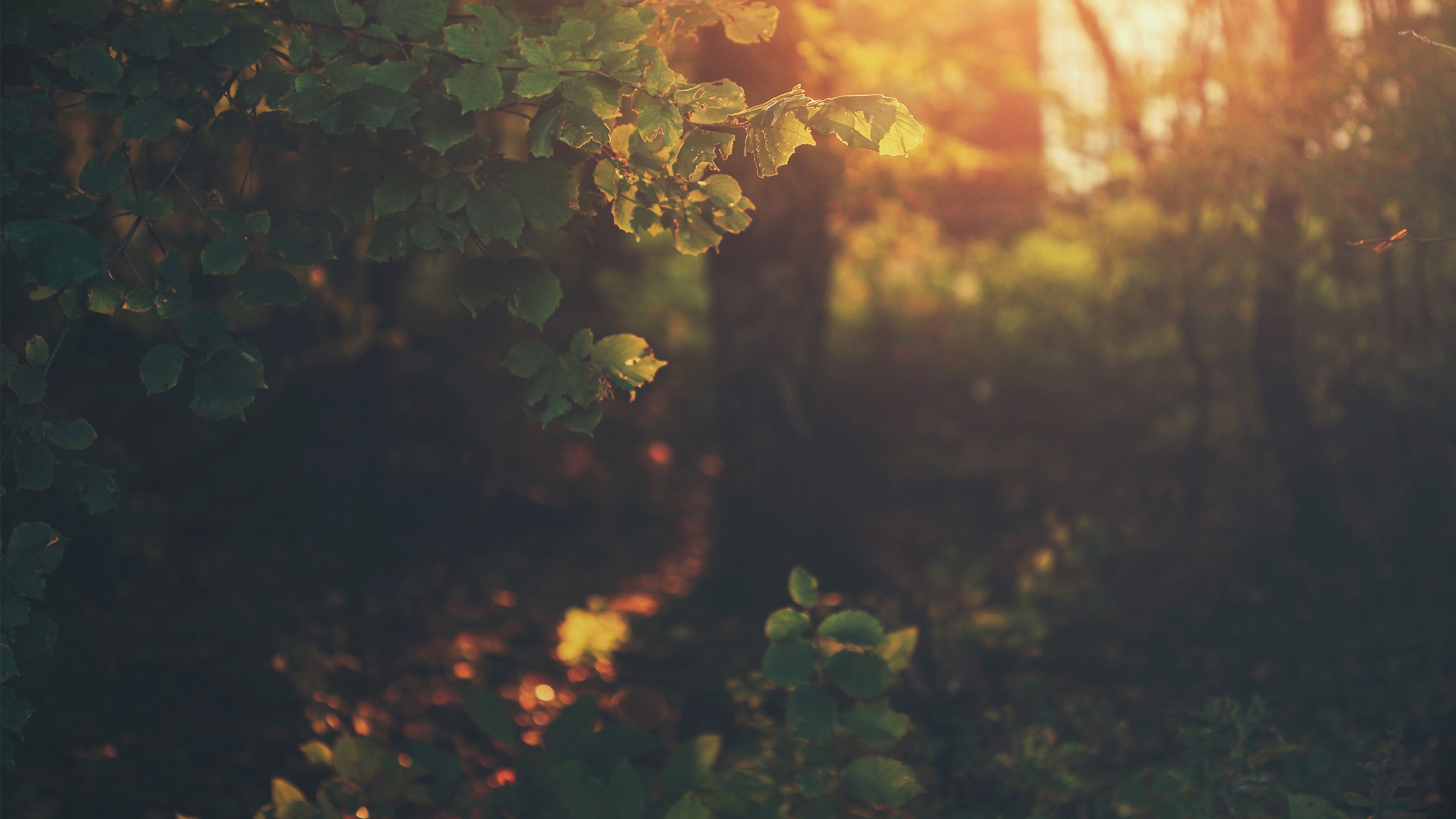 Sunlight filtering through forest leaves HD Wallpaper