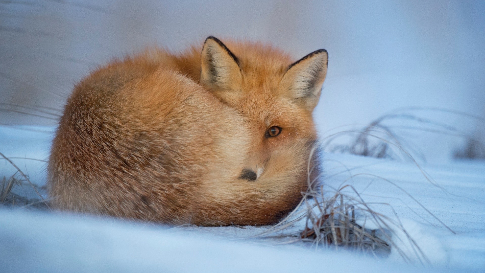 Red fox curled up in the snow HD Wallpaper
