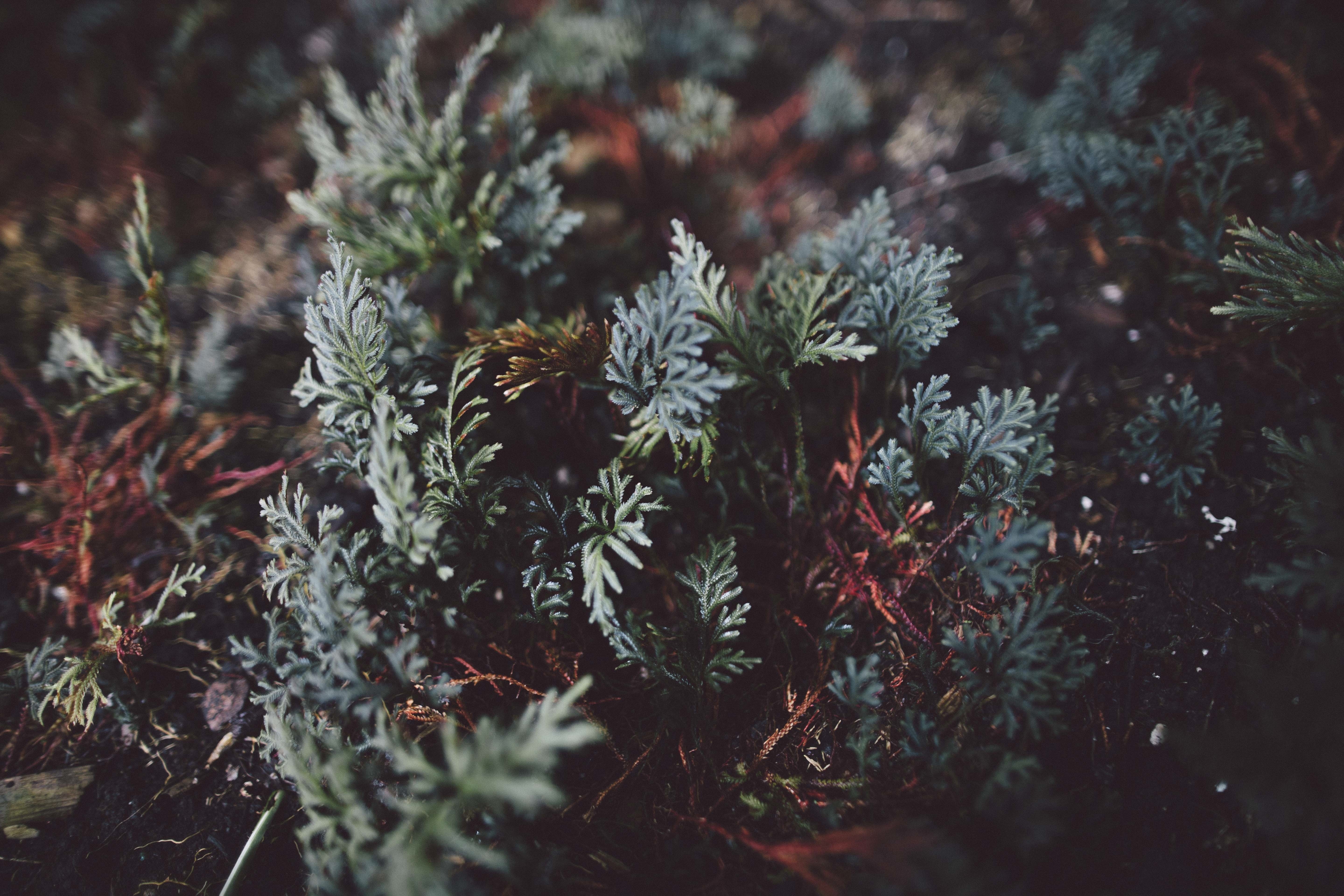 Close-up of green and red plants with shallow depth of field HD Wallpaper