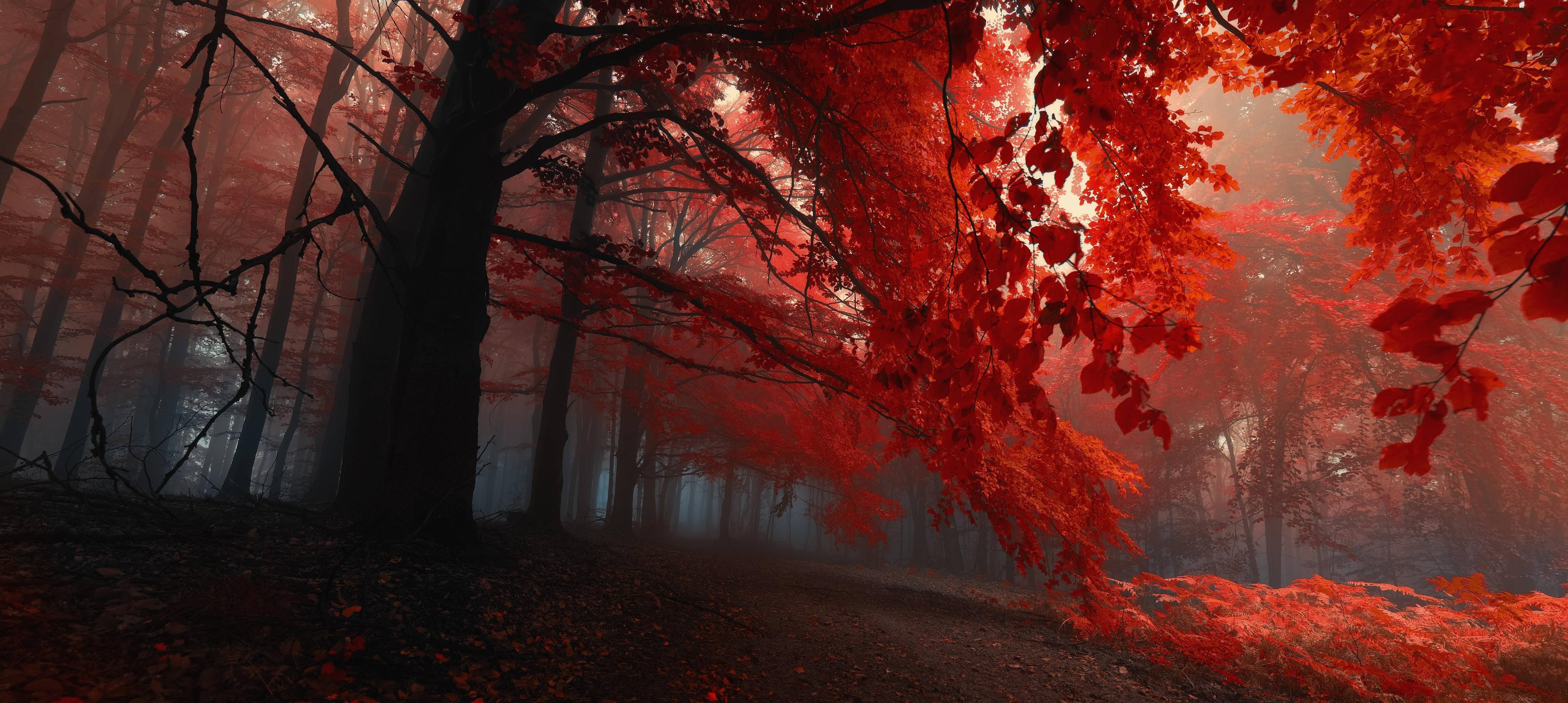 Red forest in fall with sunlight HD Wallpaper