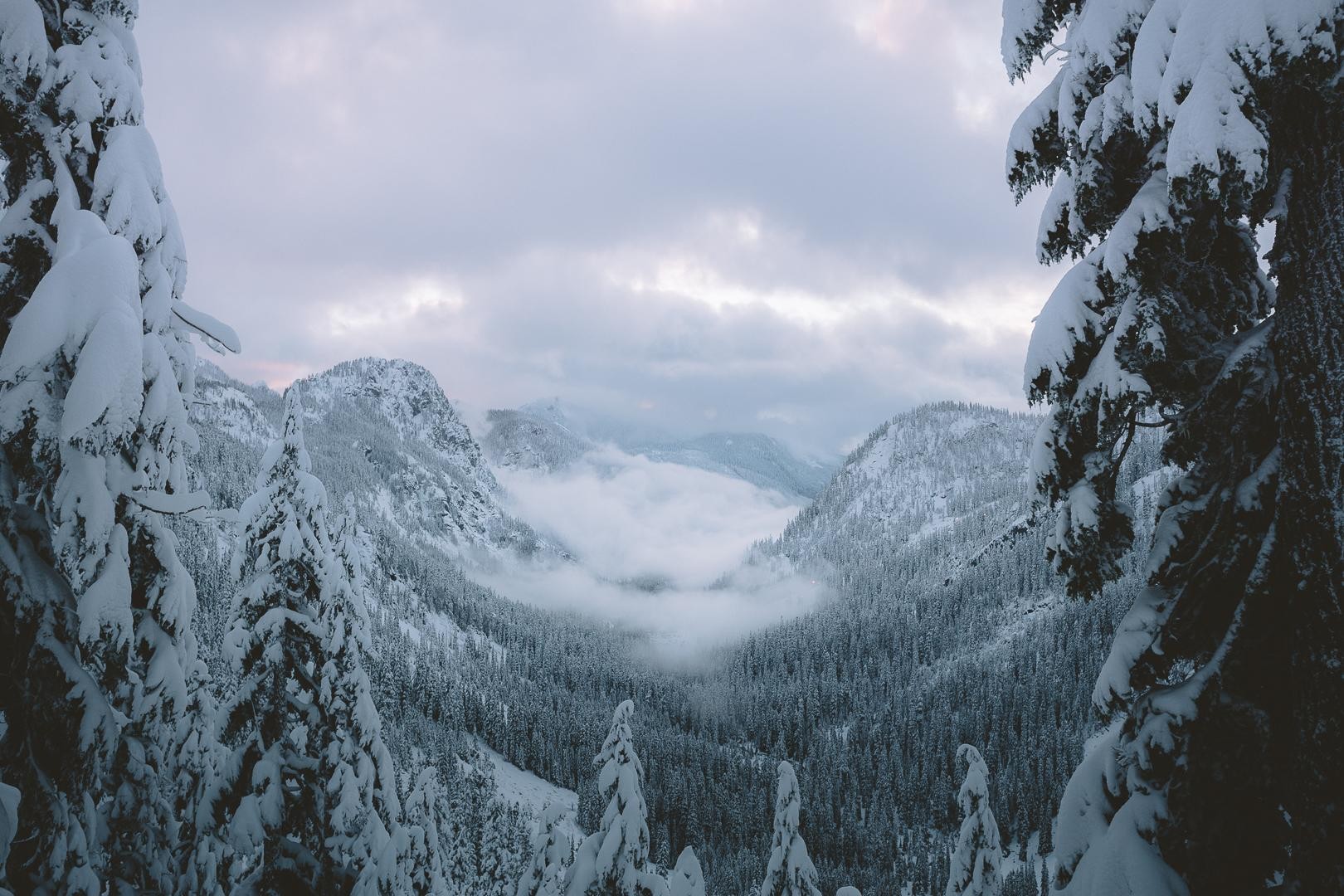 Snow-covered mountains and pine trees in winter HD Wallpaper
