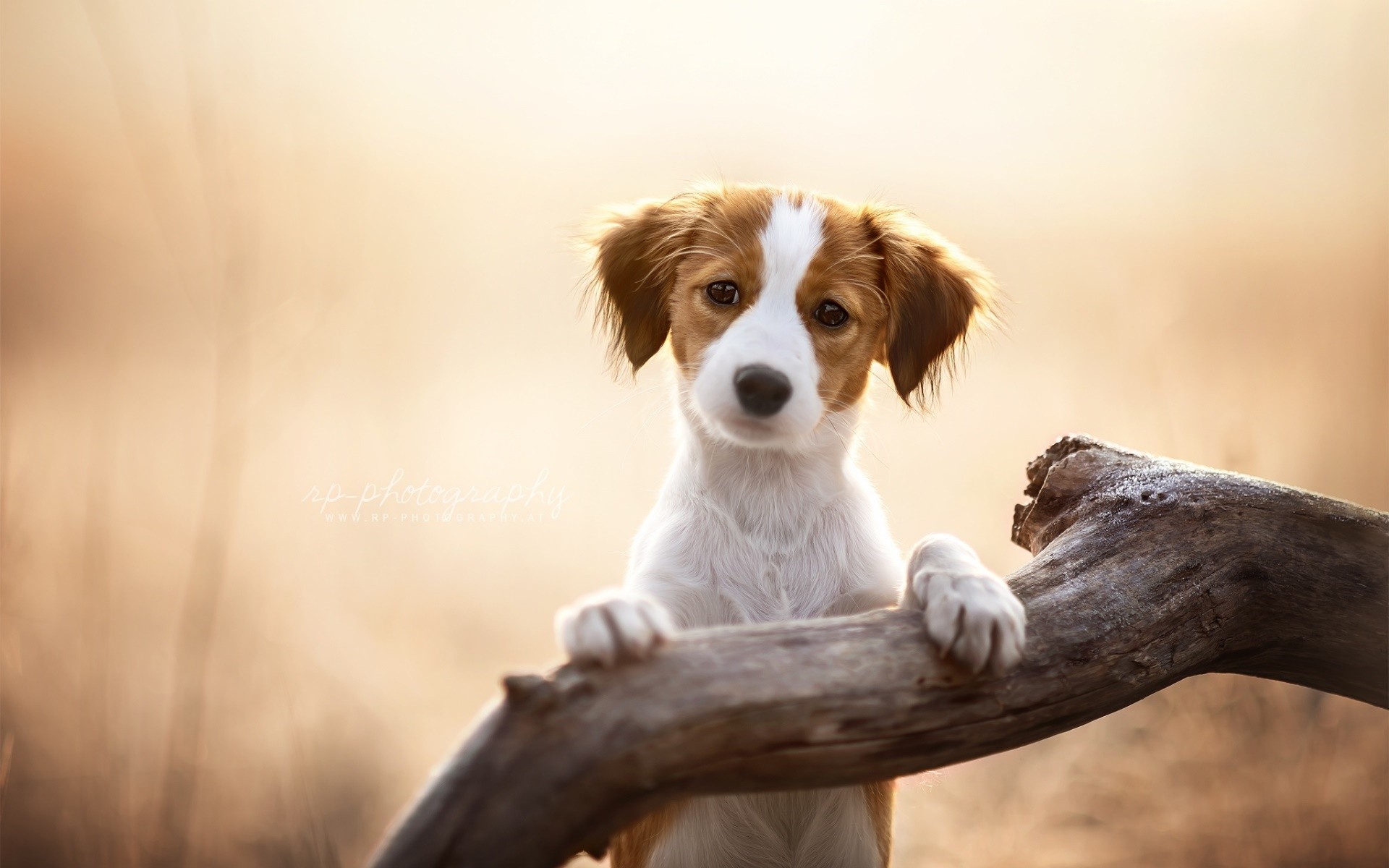 dog, animals, puppies HD Wallpaper