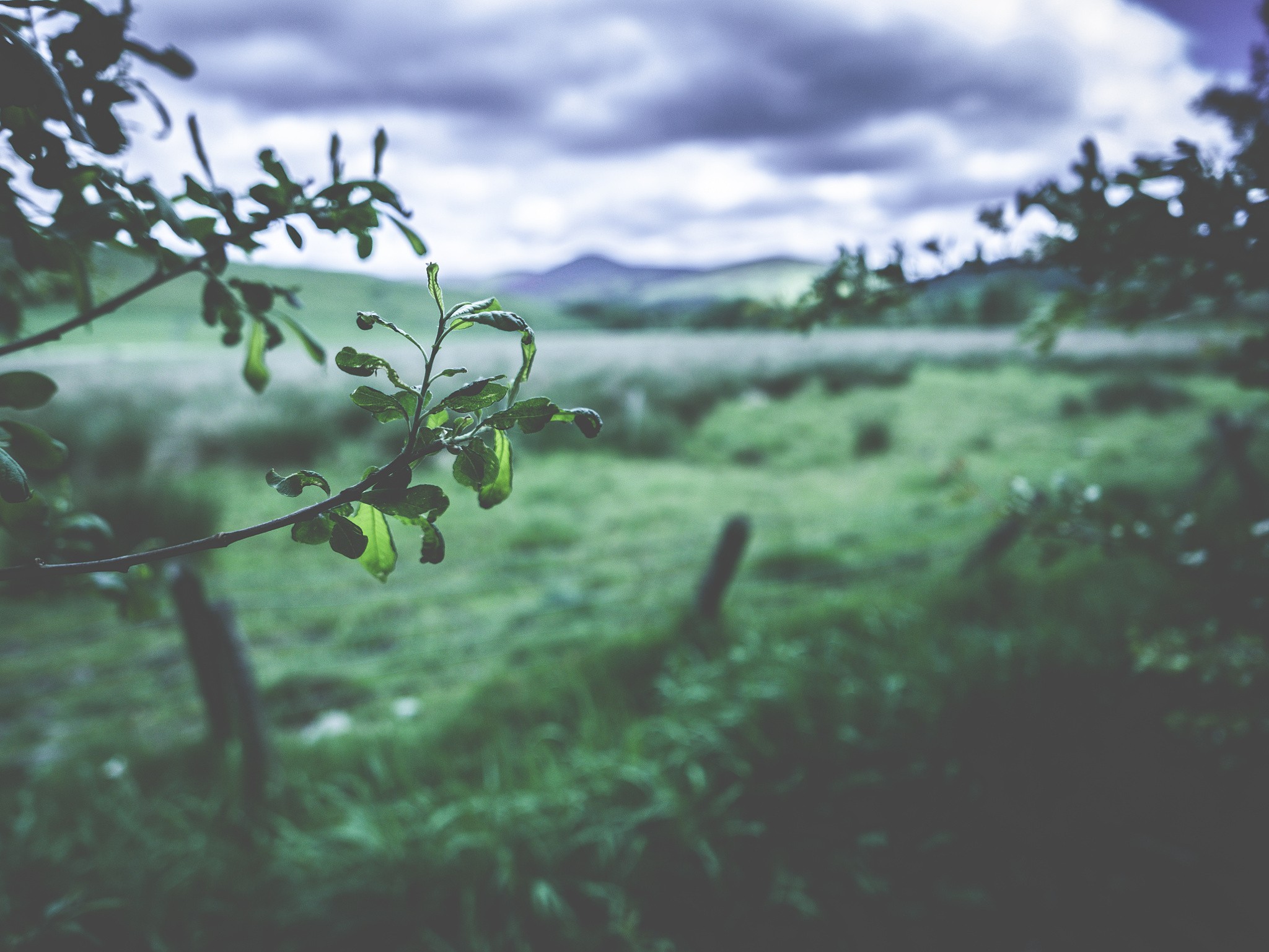 Blurred landscape with foreground leaves and fence HD Wallpaper