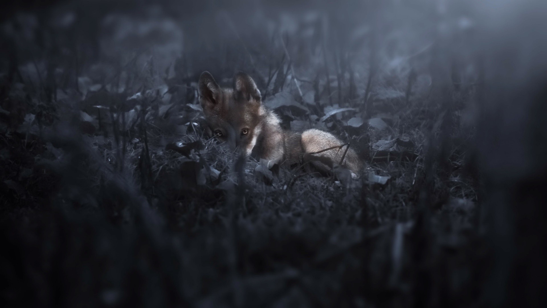 A young fox peeks from behind foliage in a dark forest HD Wallpaper