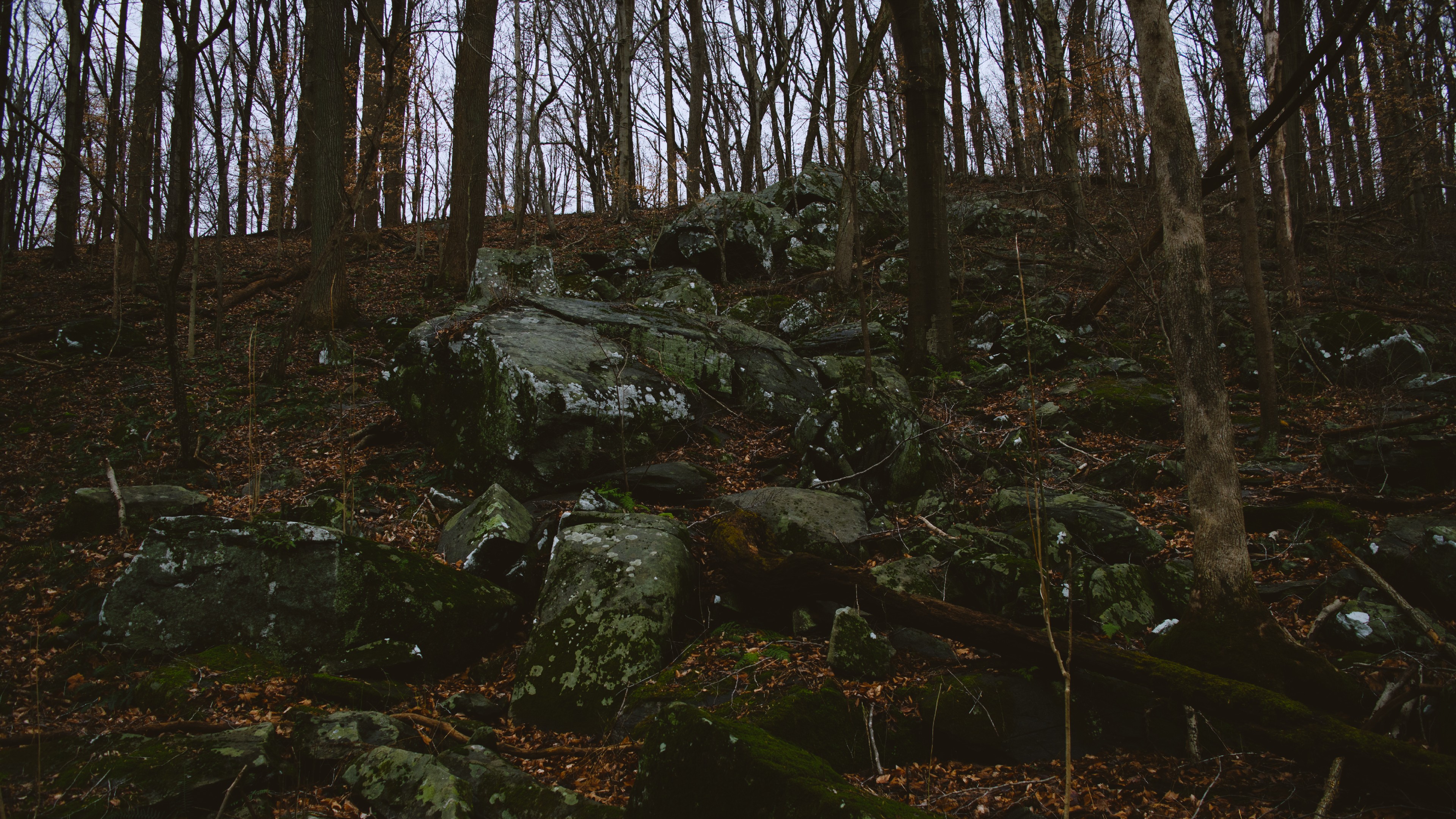 Forest with large rocks and bare trees HD Wallpaper