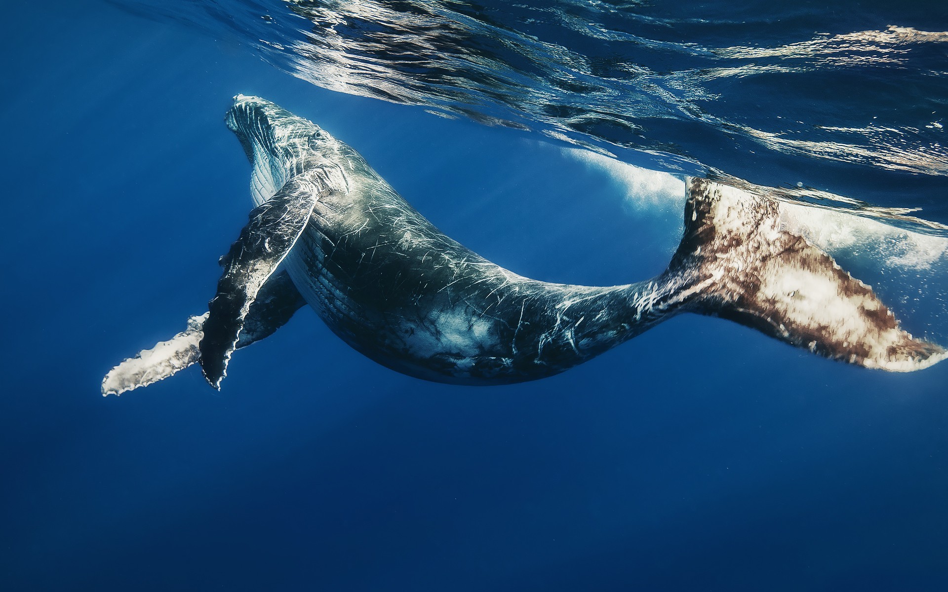 Humpback whale swimming underwater near the surface HD Wallpaper