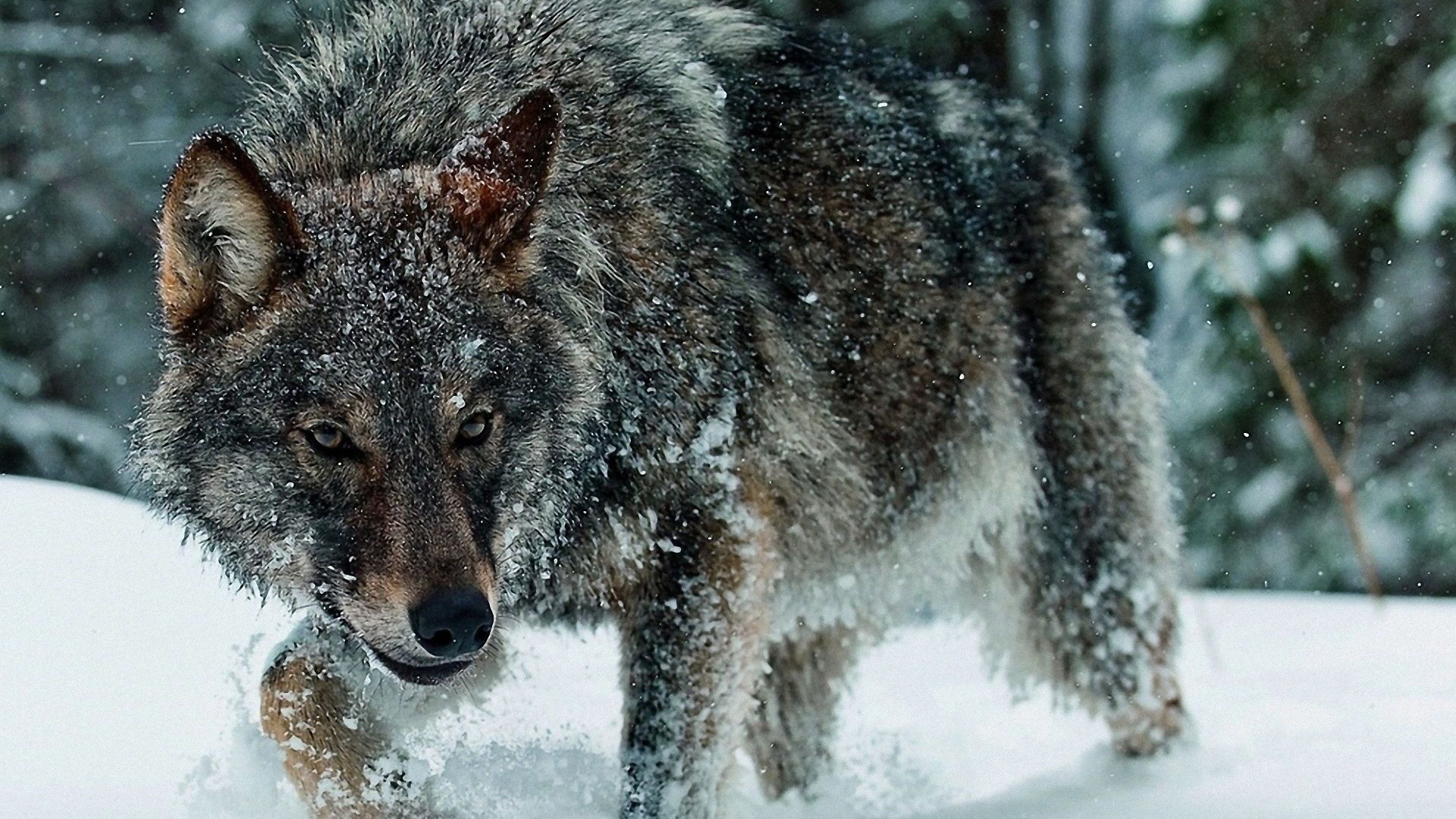 Wolf walking through snow in a forest HD Wallpaper