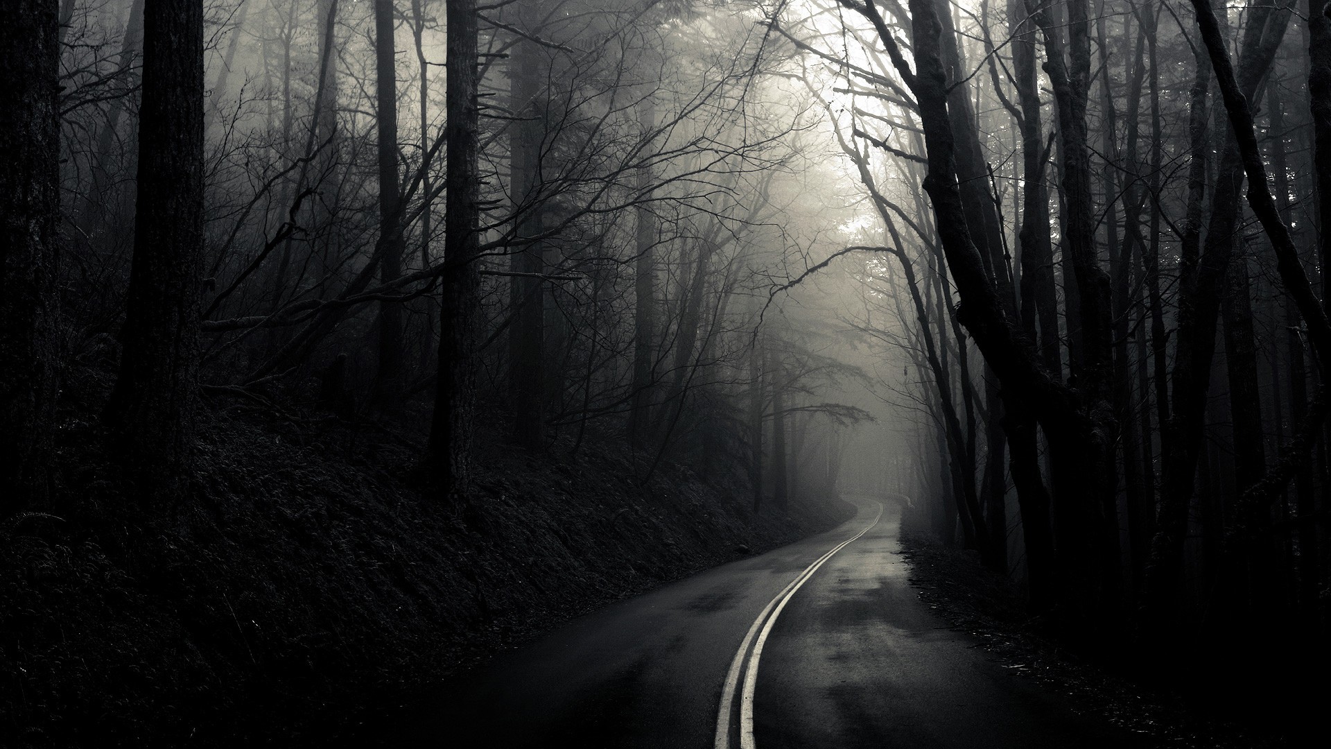 A foggy road through a dark forest HD Wallpaper