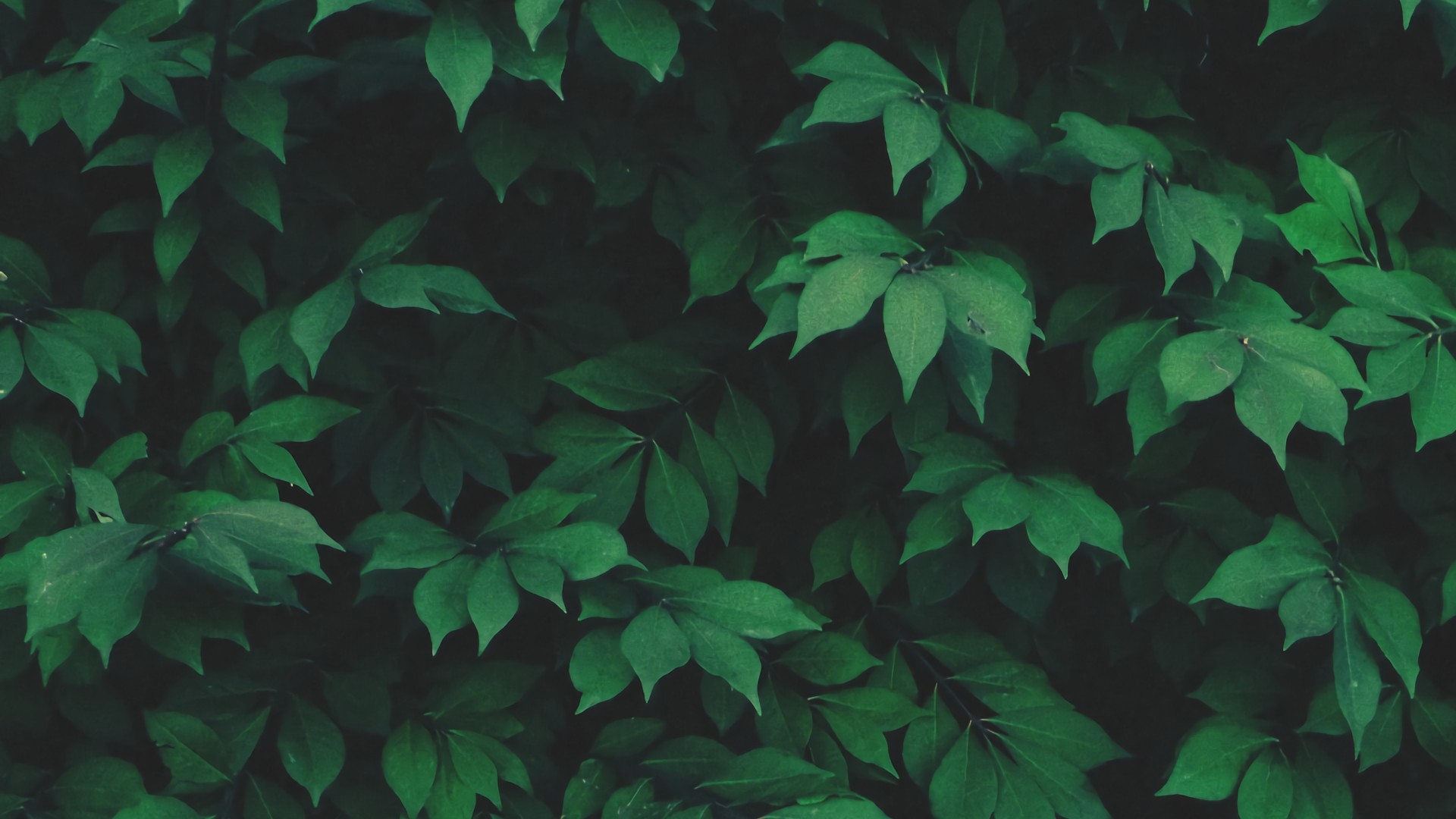 Green leaves in a dense foliage HD Wallpaper