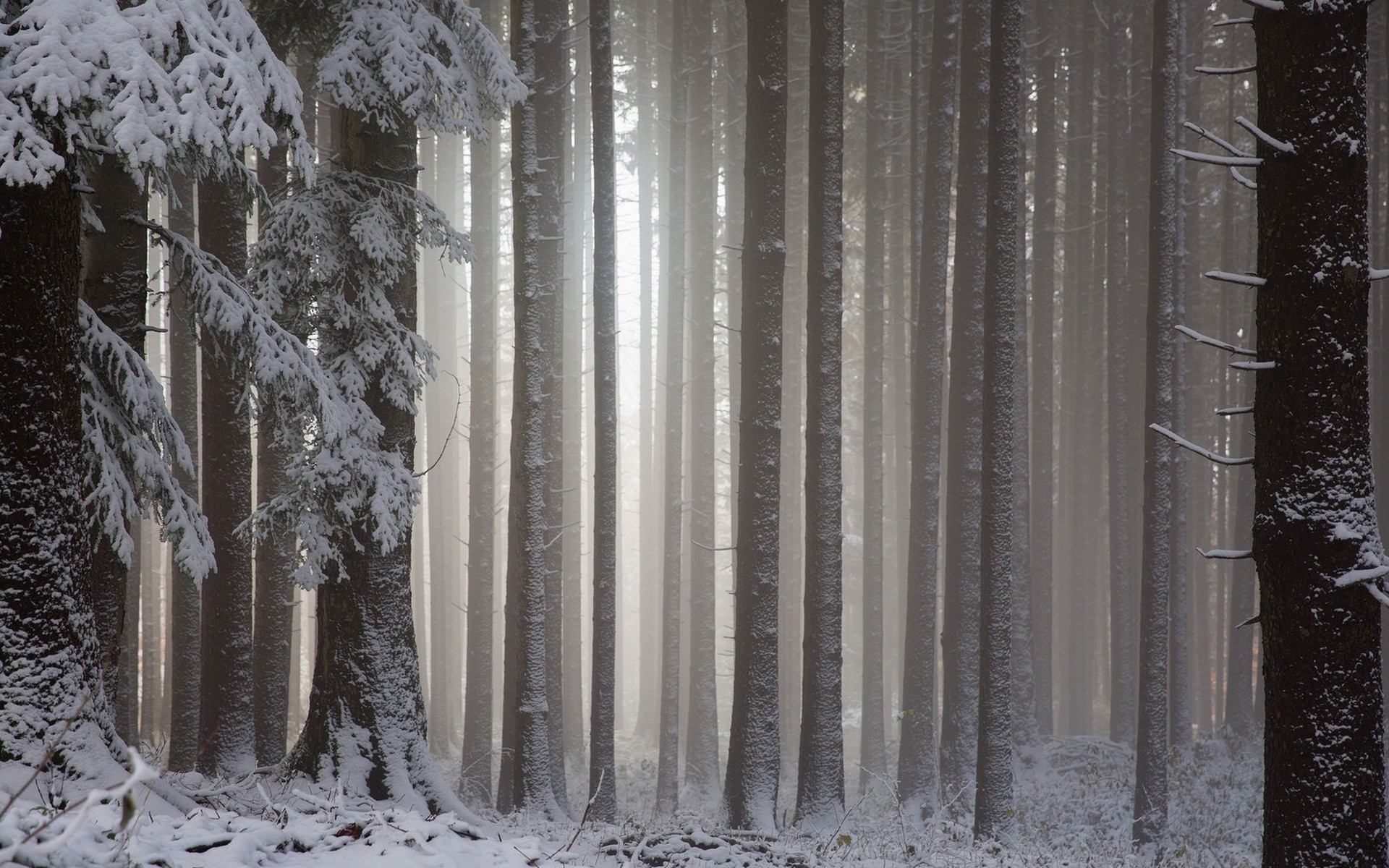 Snowy forest with sunbeams HD Wallpaper