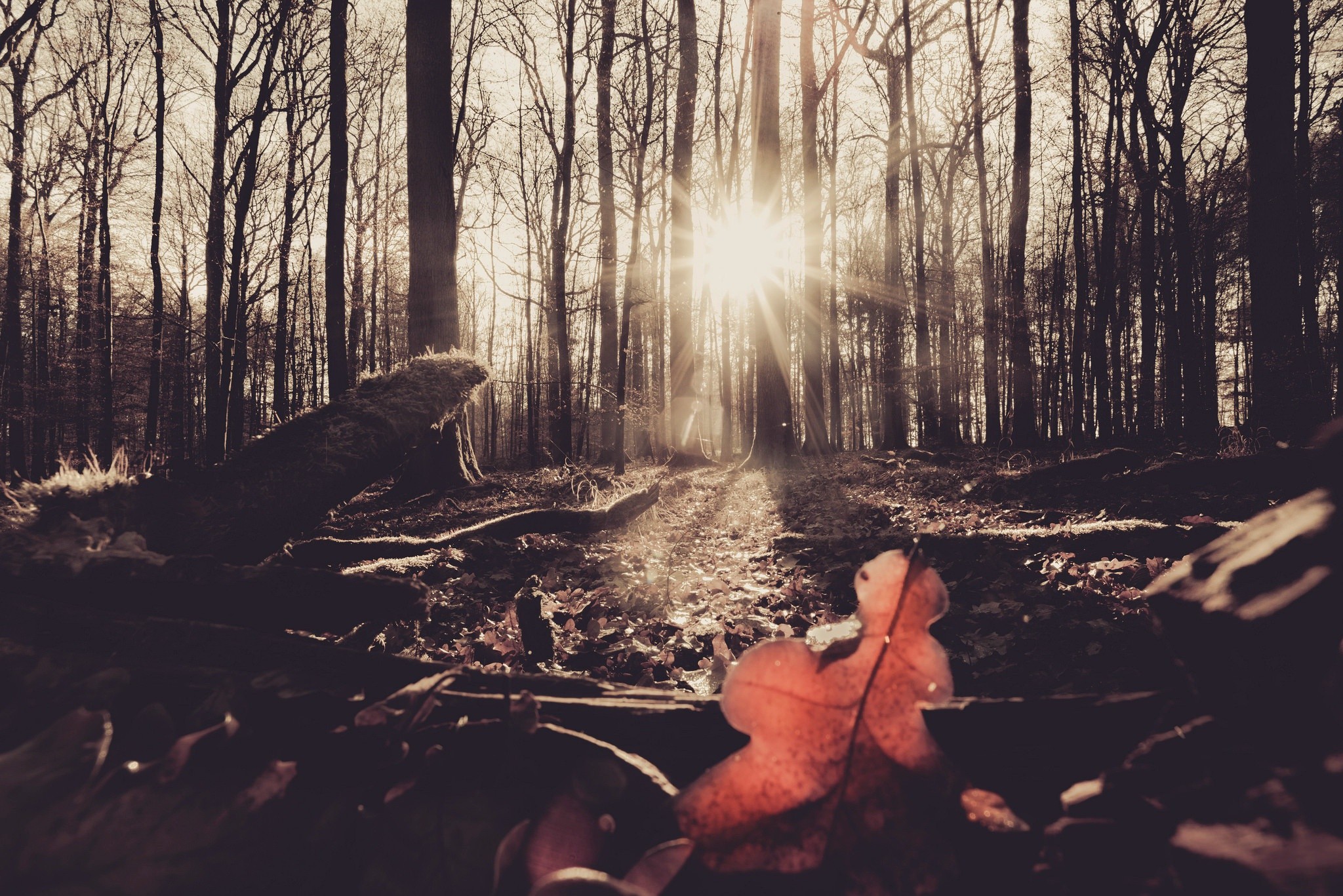 Sunlight filtering through trees in a forest with fallen leaves HD Wallpaper