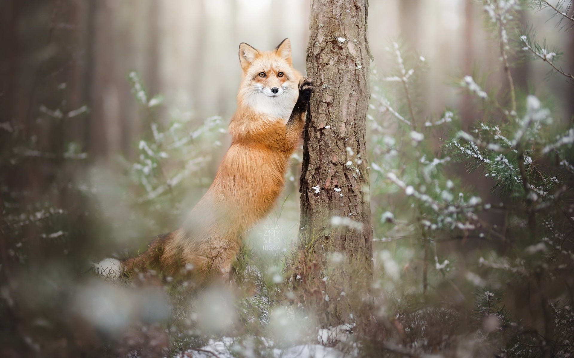 Fox leaning on a tree in a snowy forest HD Wallpaper