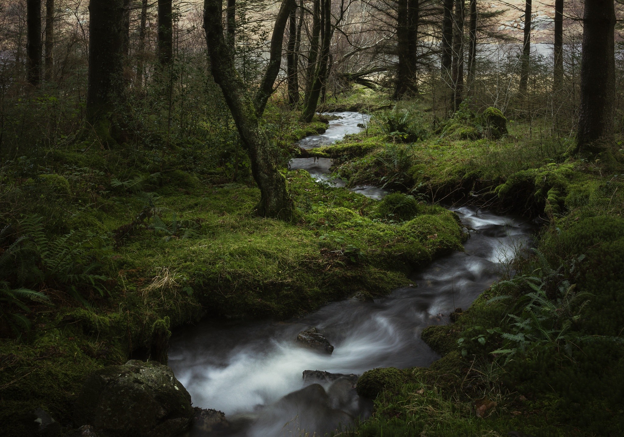 A stream flows through a mossy forest HD Wallpaper