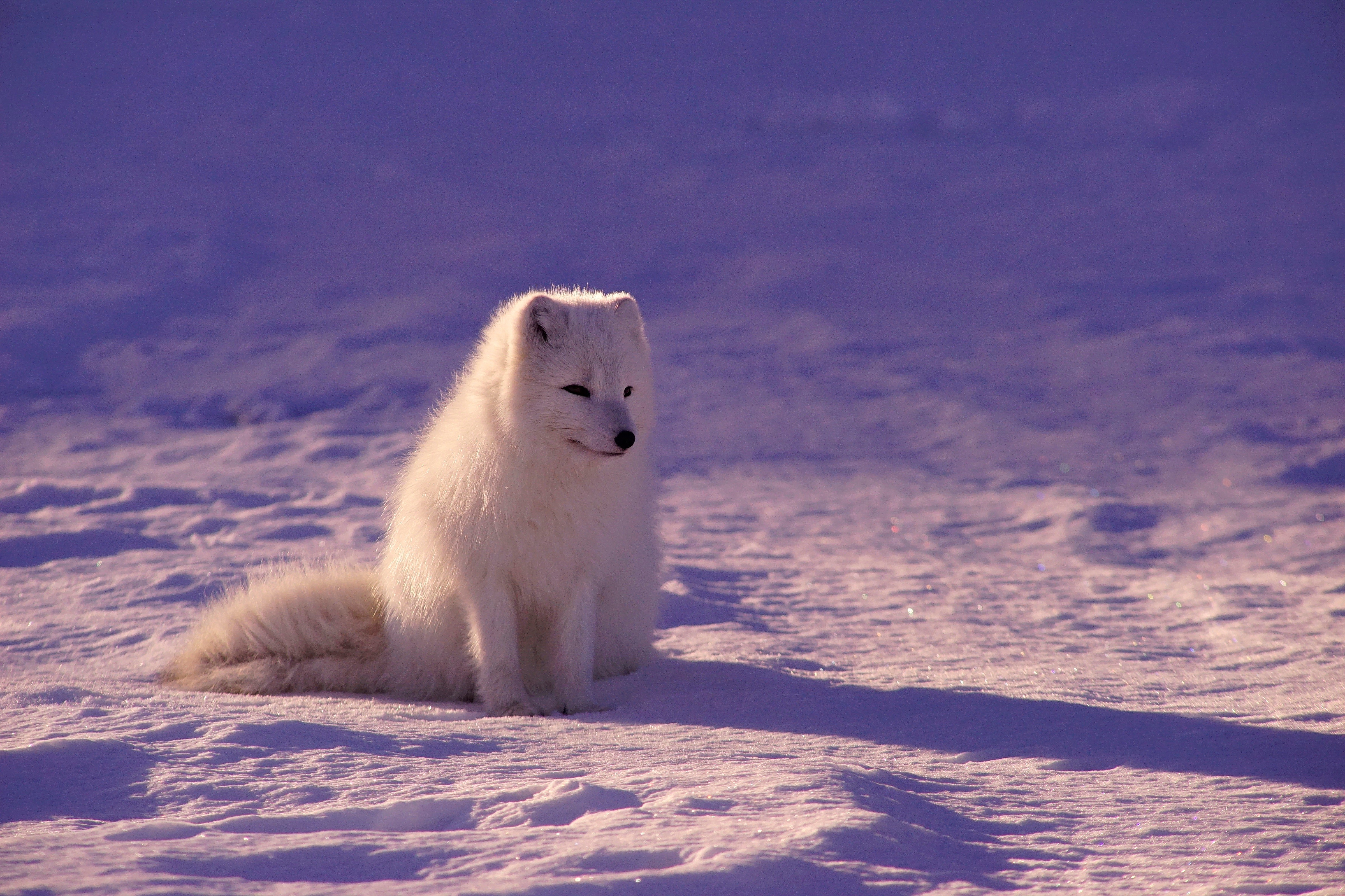 Arctic fox sitting in the snow HD Wallpaper